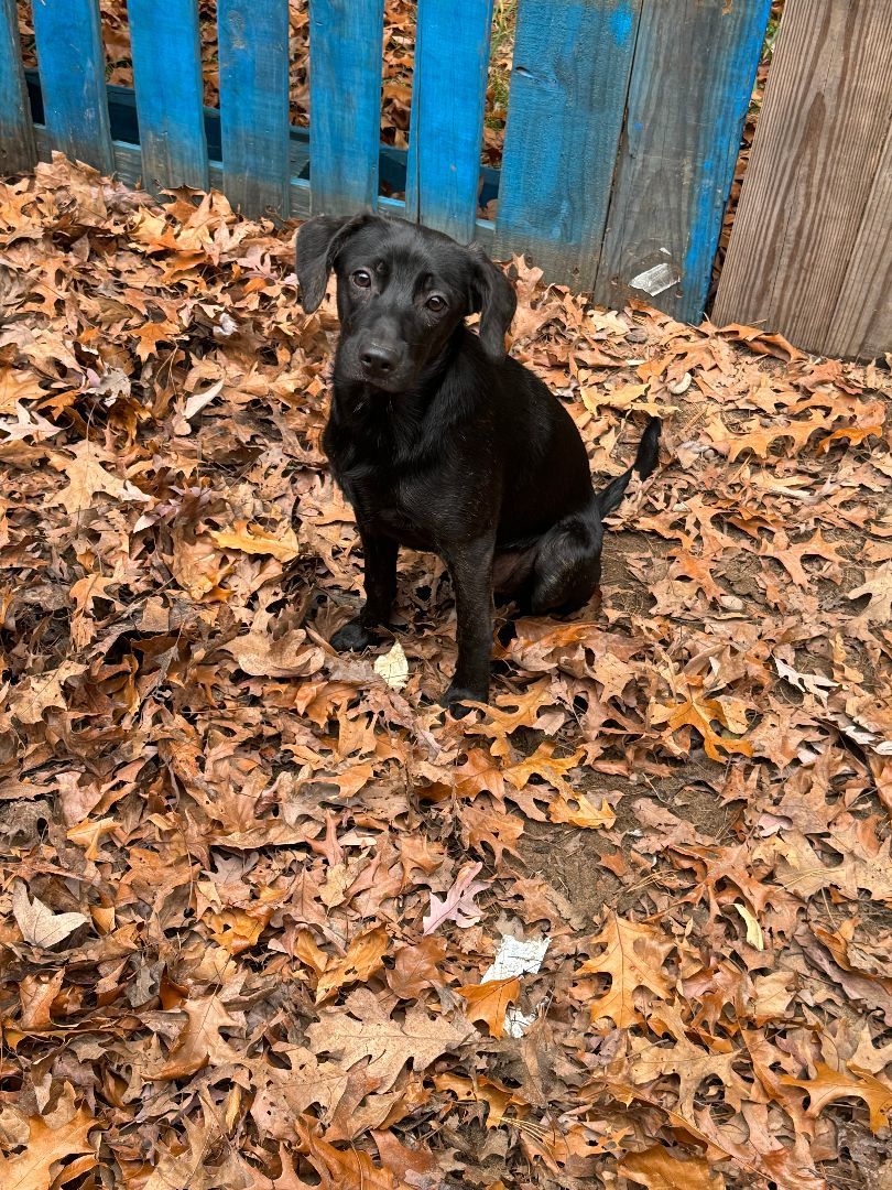 Enlarge UMA, a Adopted mixed breed in Ludington, MI image 4/4