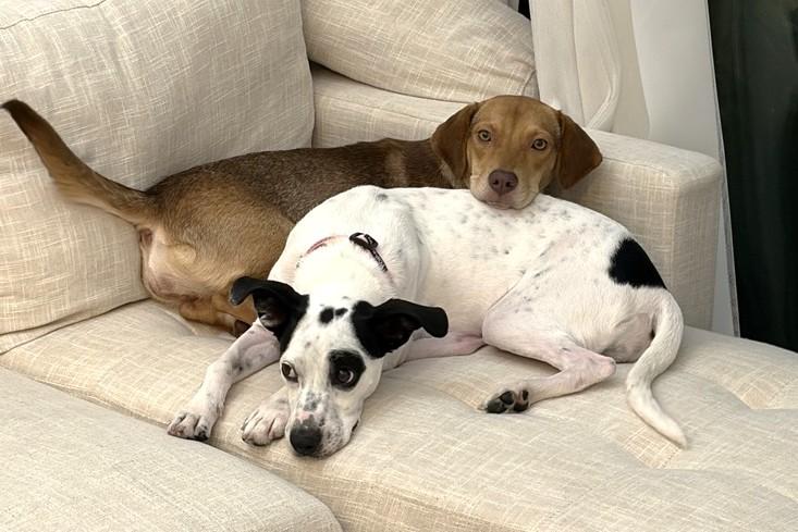 Val (22 lbs), a Adoptable mixed breed in Mississauga, ON image 3/6
