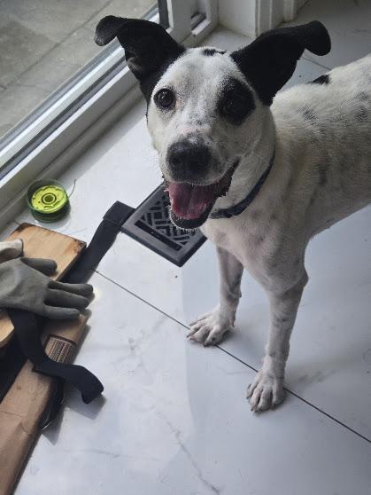 Val (22 lbs), Adoptable, Young Female Cattle Dog.