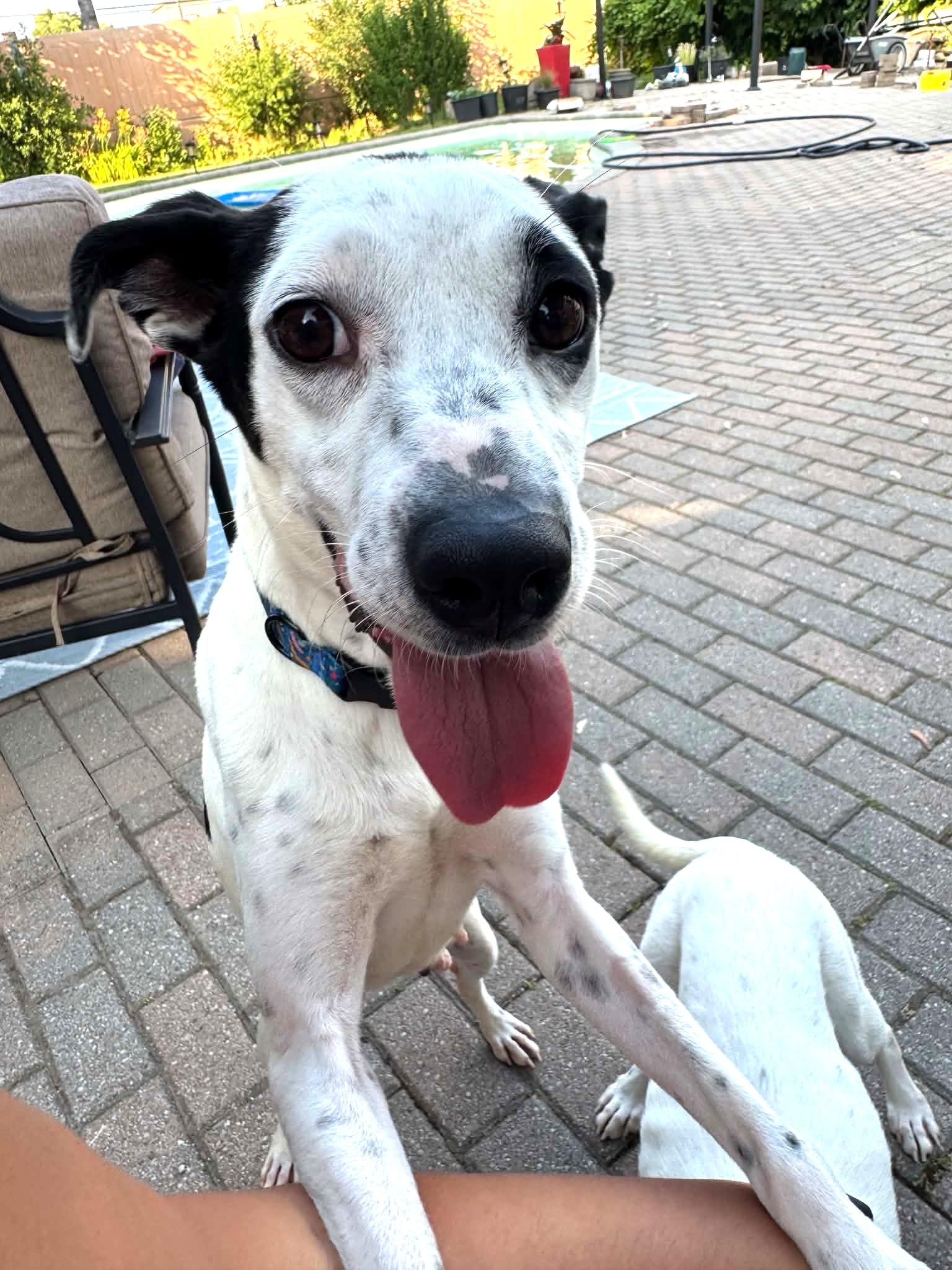 Val (22 lbs), a Adoptable mixed breed in Mississauga, ON image 2/6