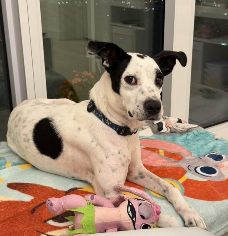Val (22 lbs), a Adoptable mixed breed in Mississauga, ON image 6/6