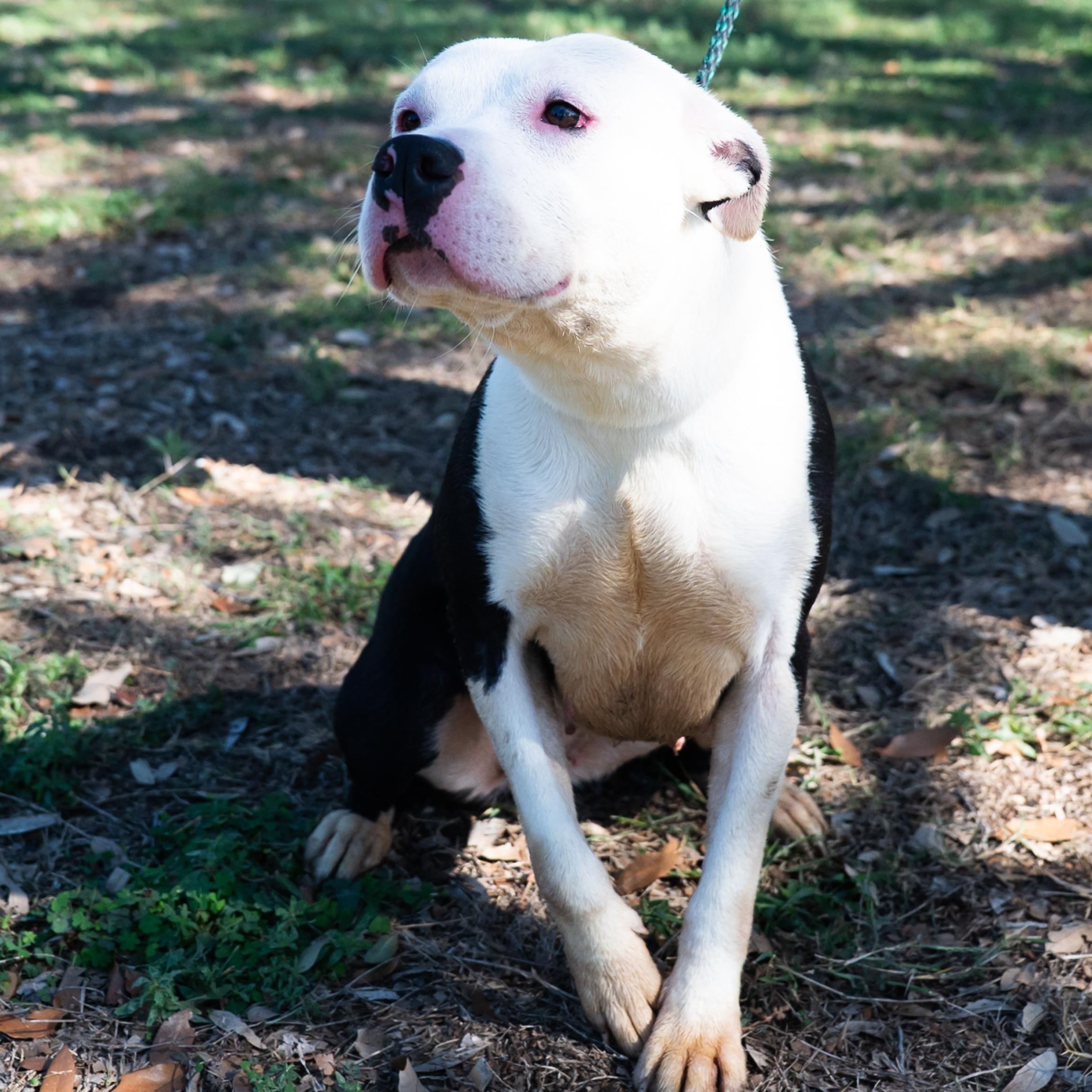 Cookie, a Adoptable mixed breed in Williston, VT image 1/6