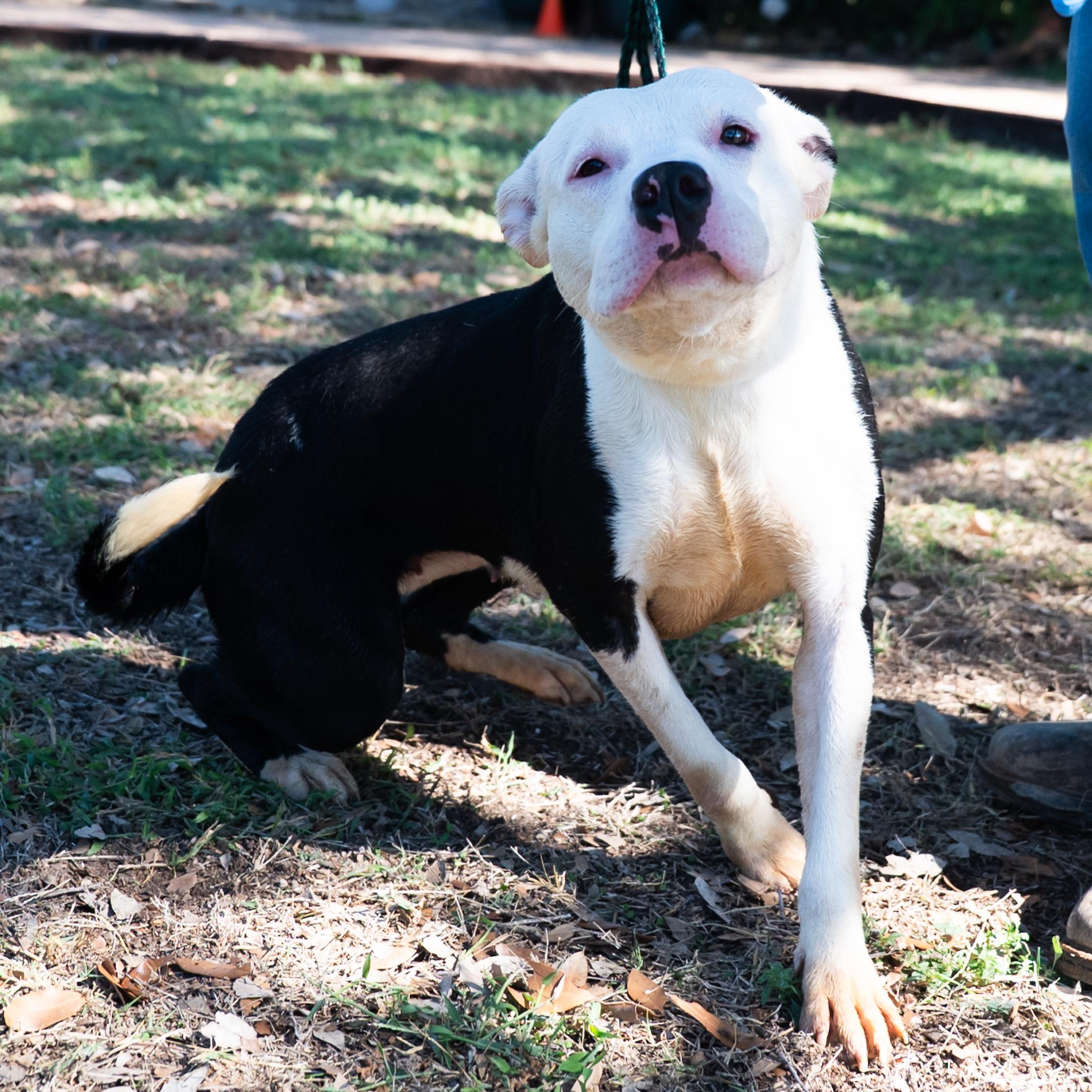 Cookie, a Adoptable mixed breed in Williston, VT image 2/6
