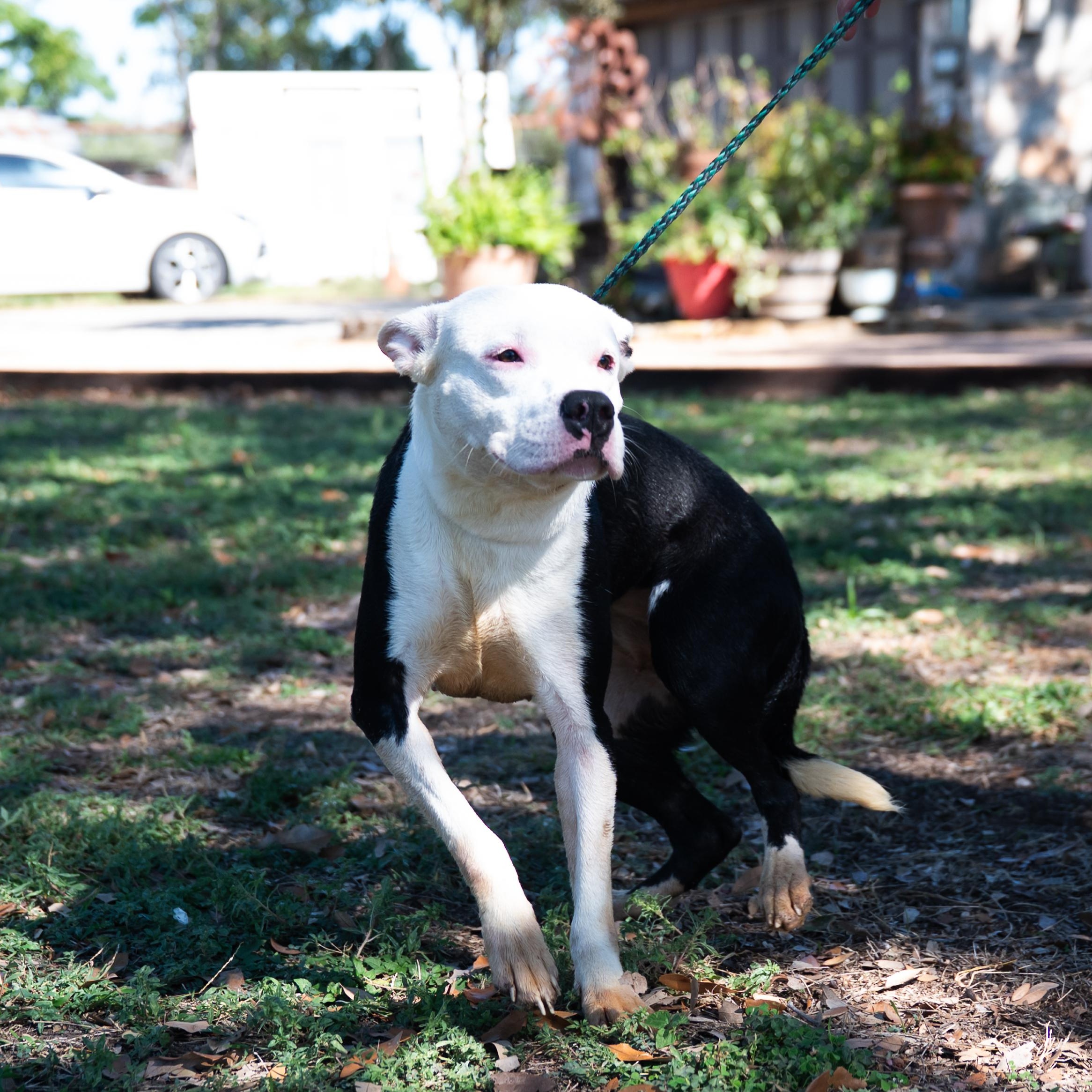 Cookie, a Adoptable mixed breed in Williston, VT image 3/6