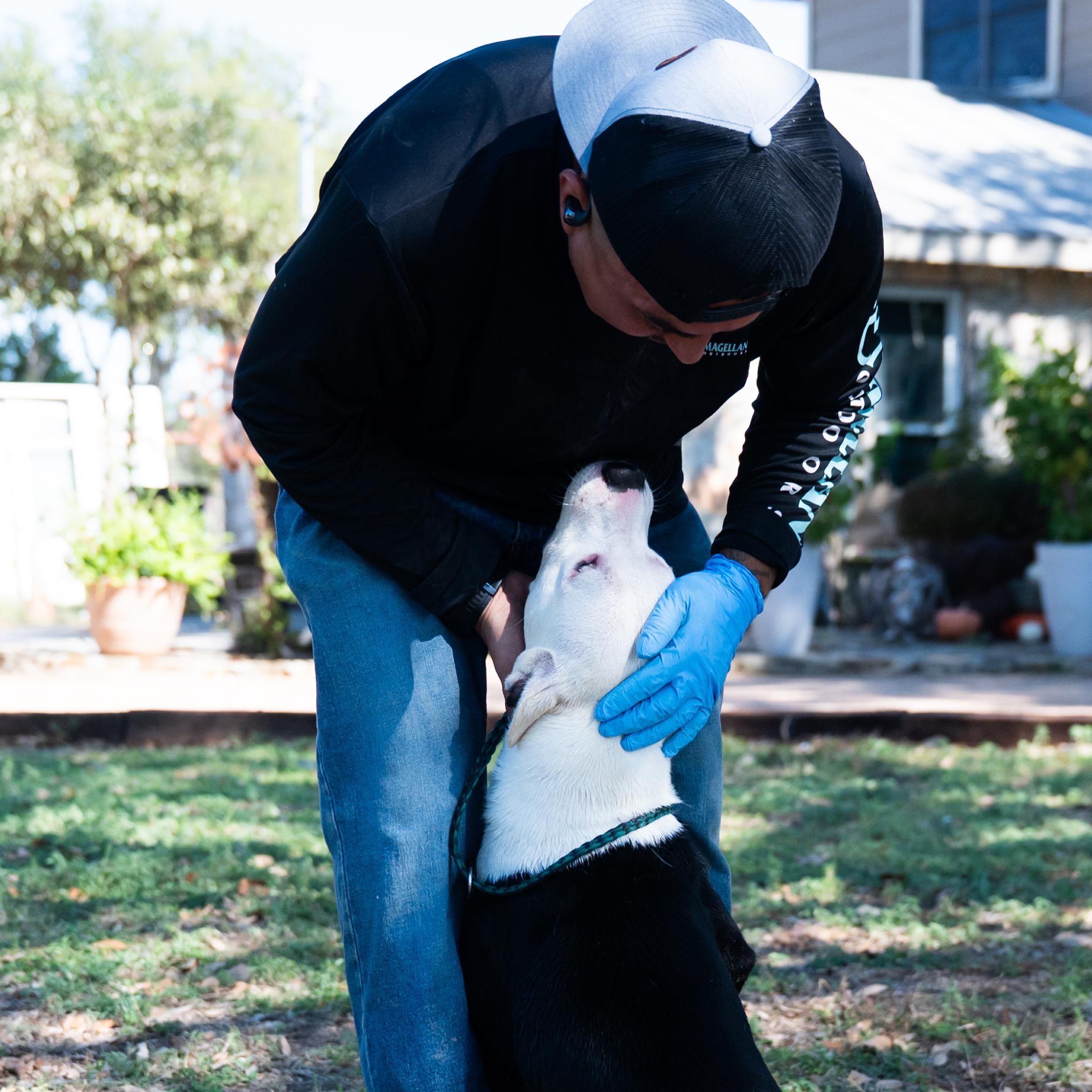 Cookie, a Adoptable mixed breed in Williston, VT image 4/6