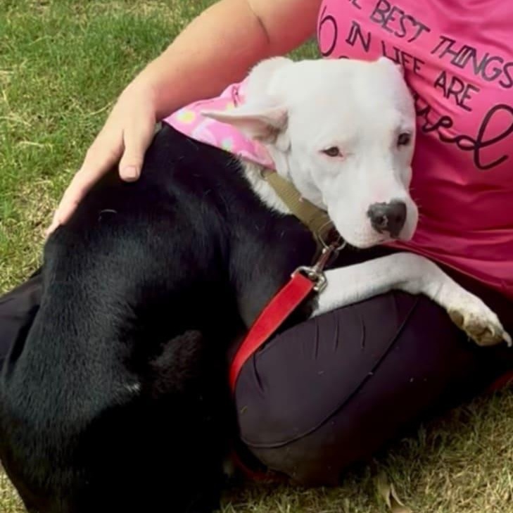 Cookie, a Adoptable mixed breed in Williston, VT image 6/6