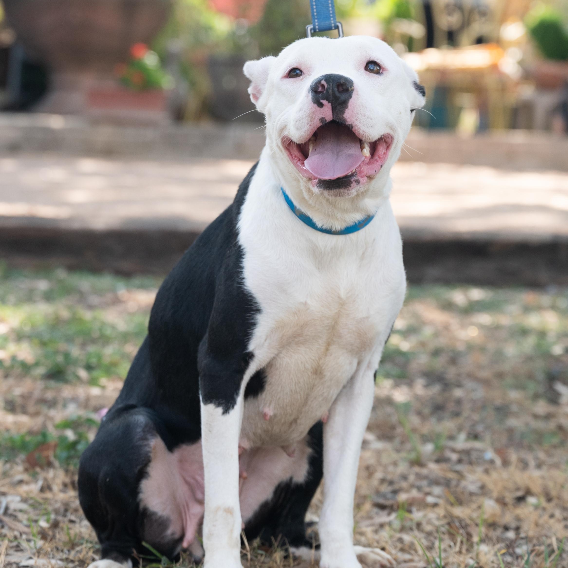 Cookie, a Adoptable mixed breed in Williston, VT image 5/6