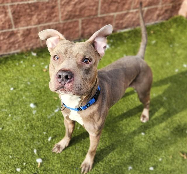 Enlarge SCRAPPY, a Adoptable Pit Bull Terrier in Minneapolis, MN image 1/1