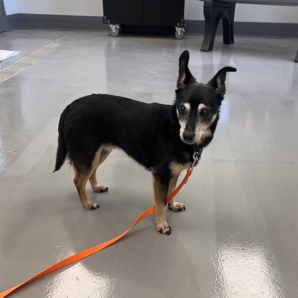 Juicy, Adoptable, Senior Female Terrier.