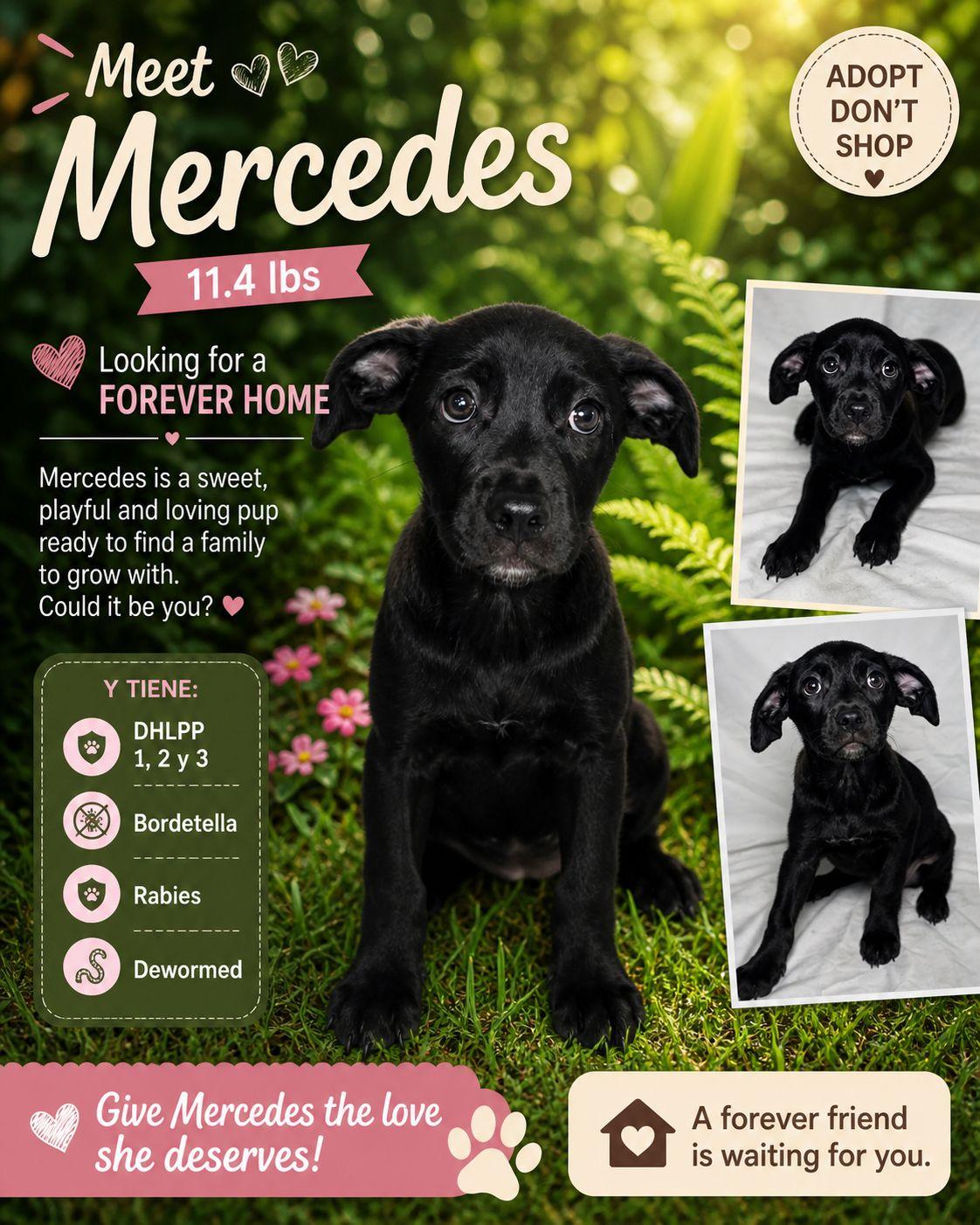 Enlarge Mercedes, a Adoptable Mixed Breed in Jenkintown, PA image 1/1