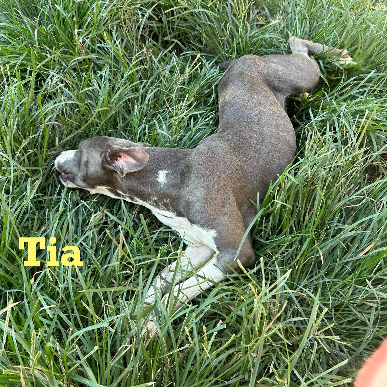 Tia 3