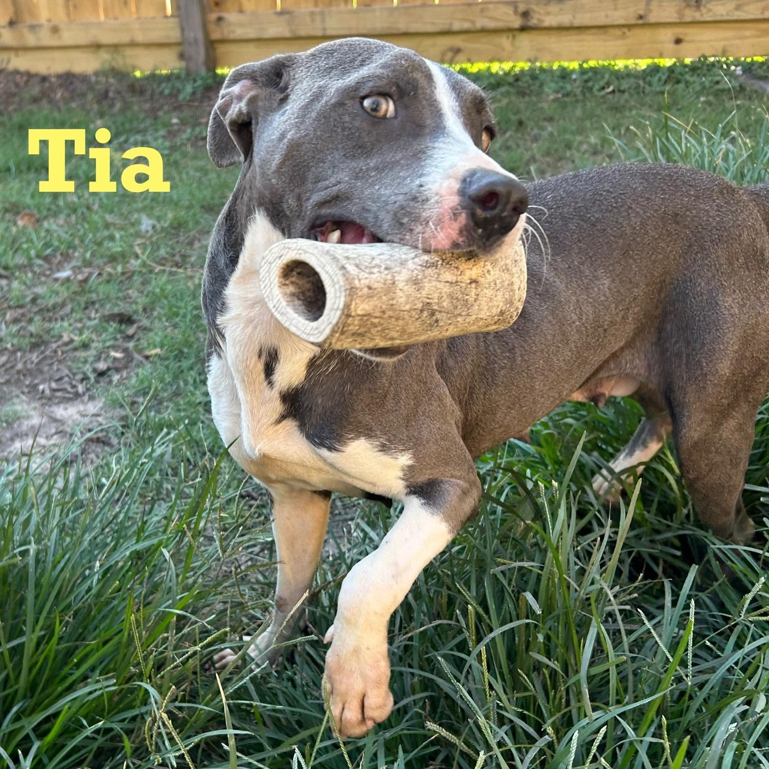 Tia