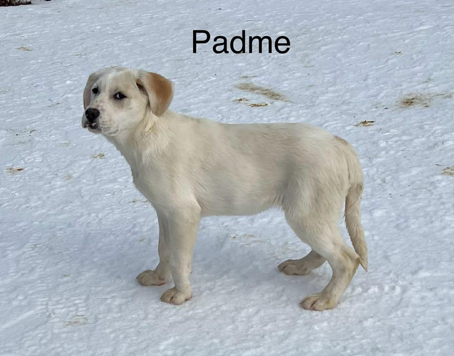 Enlarge Padme, an adopted mixed breed in Medfield, MA image 4/5