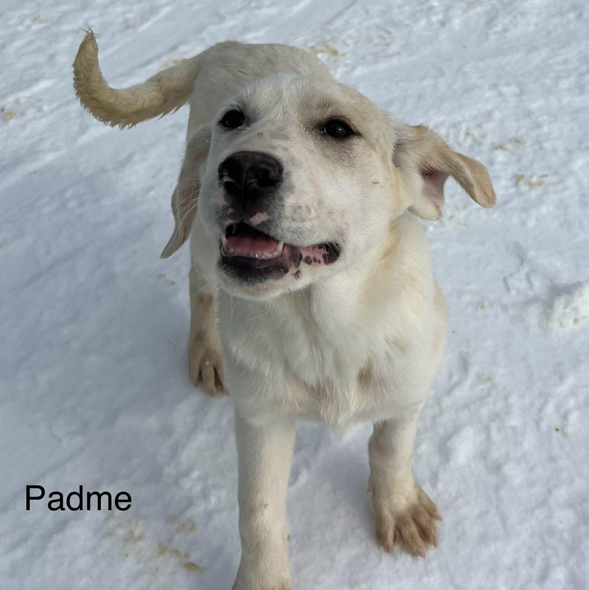 Enlarge Padme, an adopted mixed breed in Medfield, MA image 3/5
