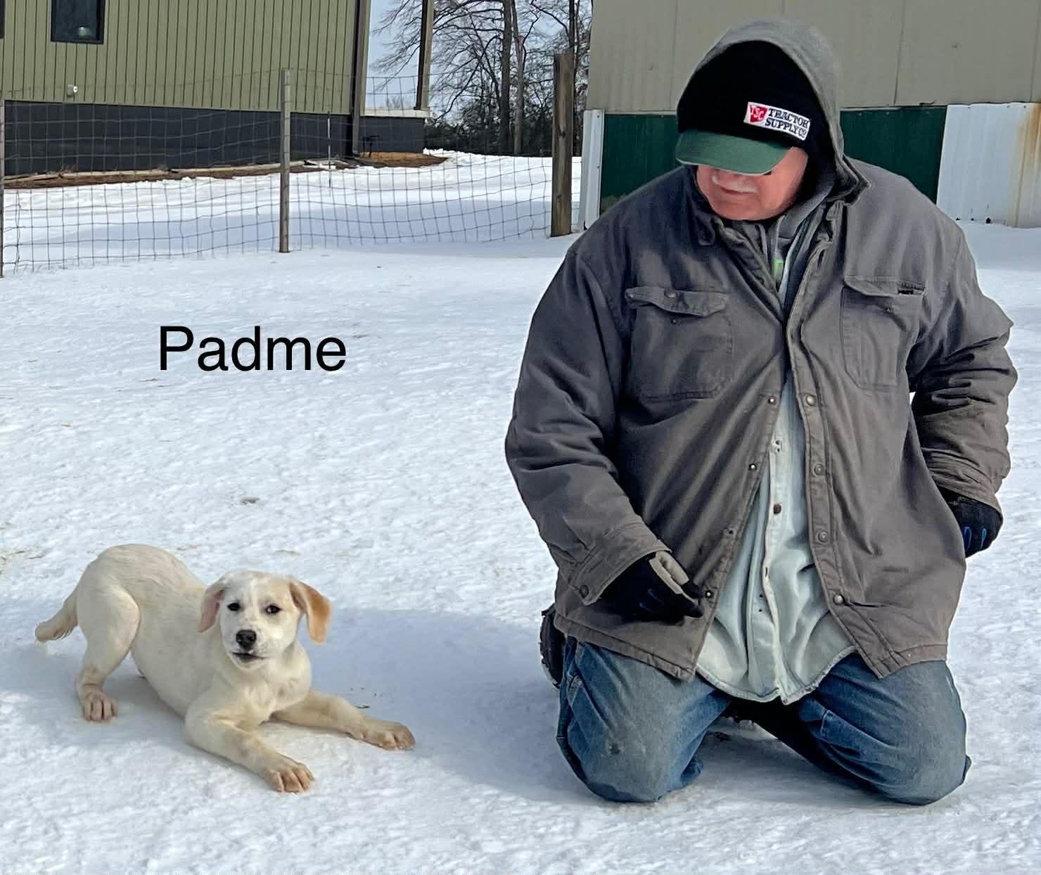 Enlarge Padme, an adopted mixed breed in Medfield, MA image 5/5