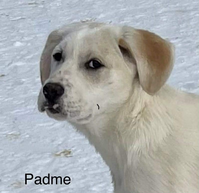 Enlarge Padme, an adopted mixed breed in Medfield, MA image 2/5