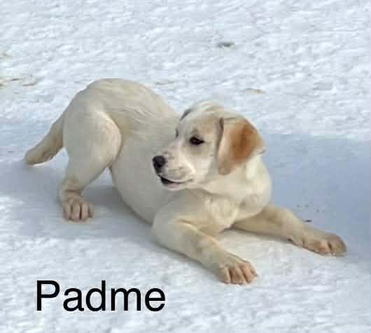 Padme, adopted, Puppy Female Yellow Labrador Retriever.