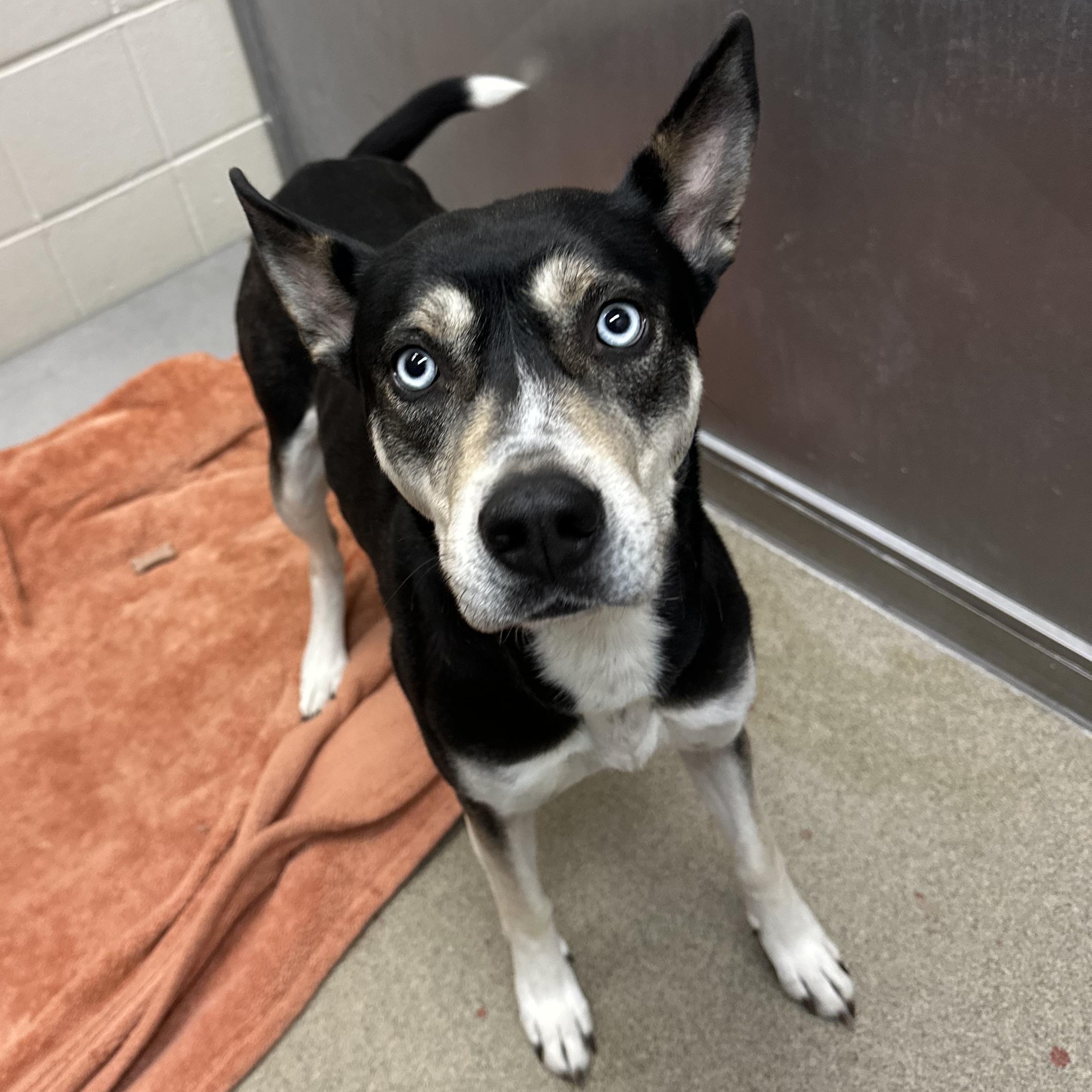 Denali, Adoptable, Adult Female Husky.