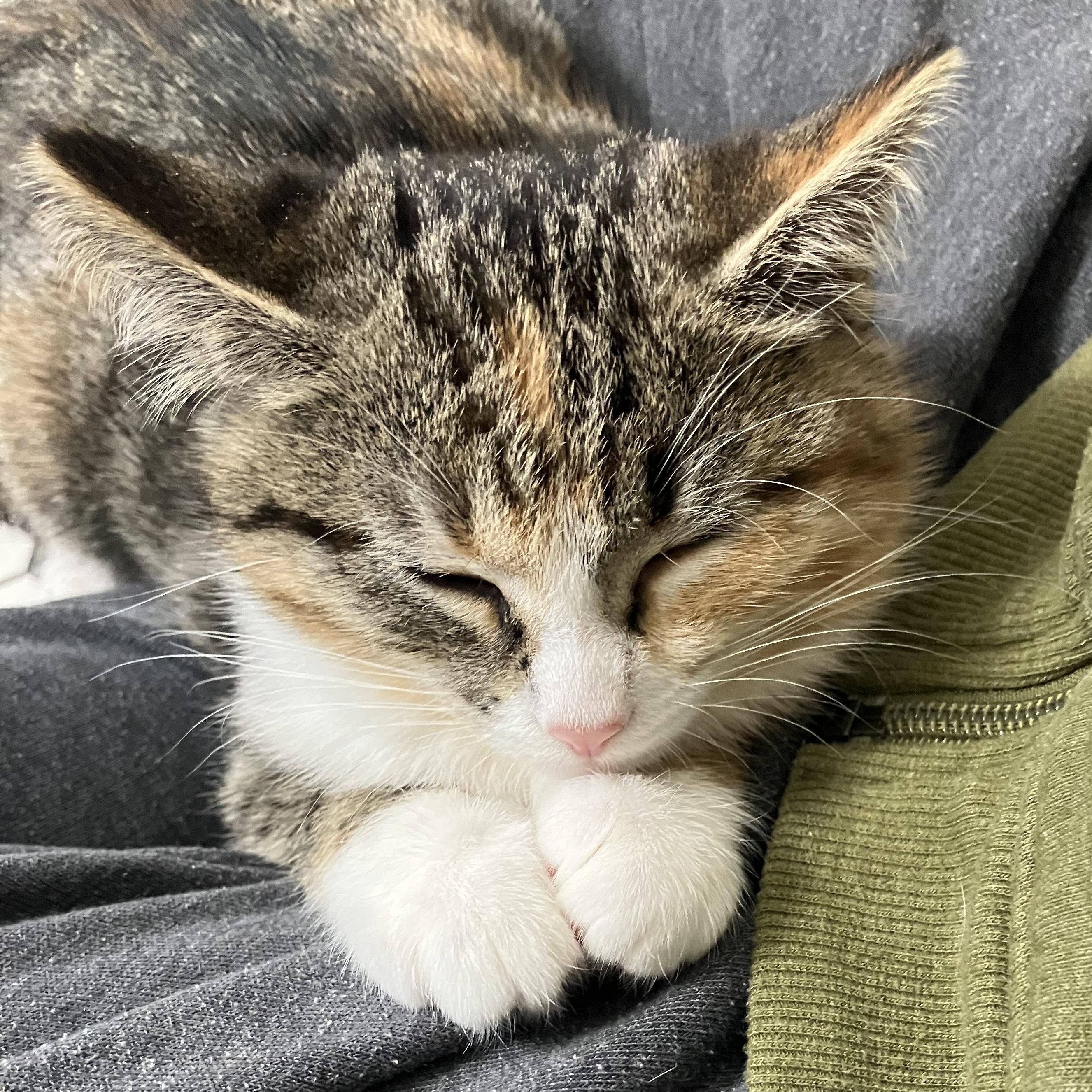 Enlarge Agatha Affogato, a Adopted Domestic Medium Hair in Madison, WI image 5/6