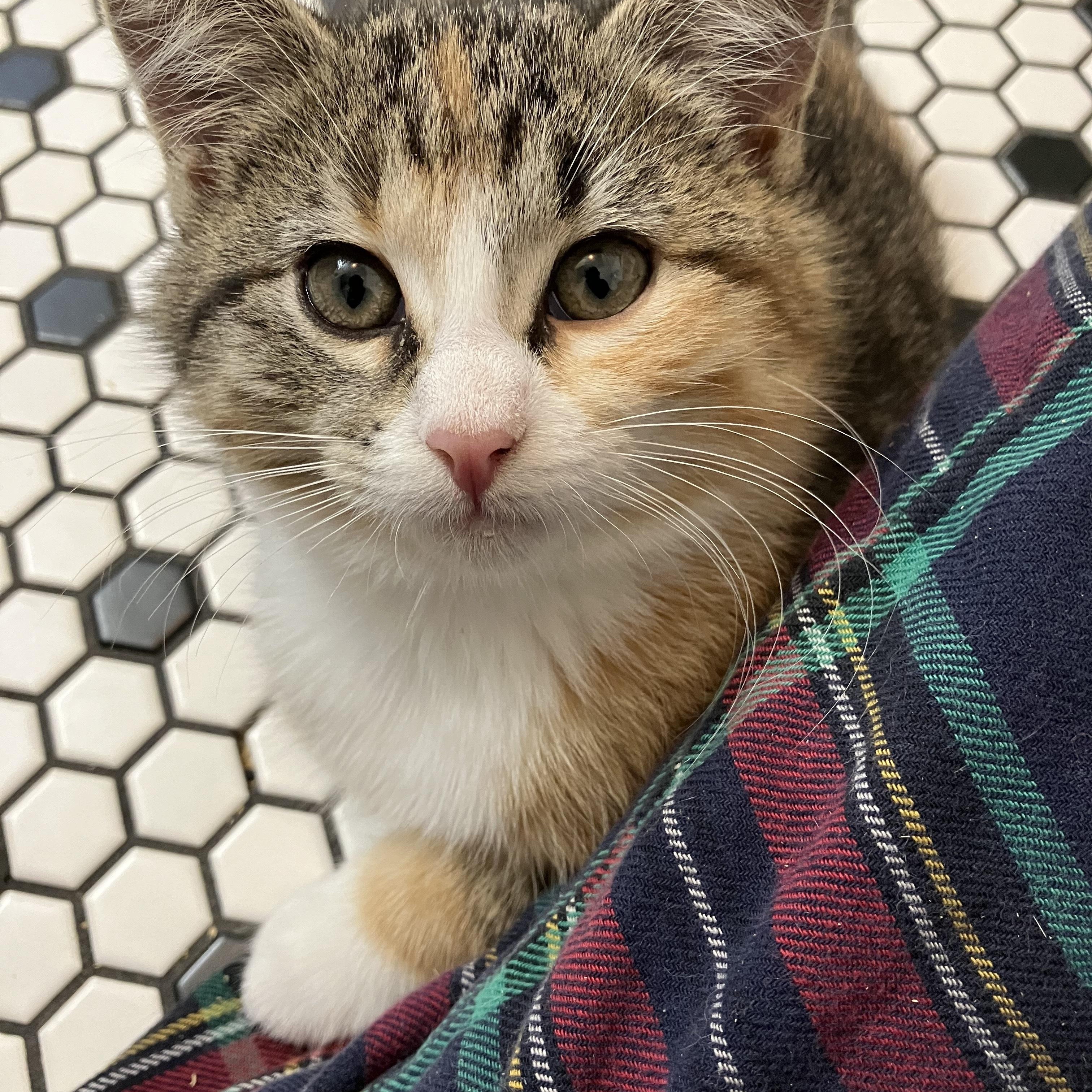 Enlarge Agatha Affogato, a Adopted Domestic Medium Hair in Madison, WI image 4/6