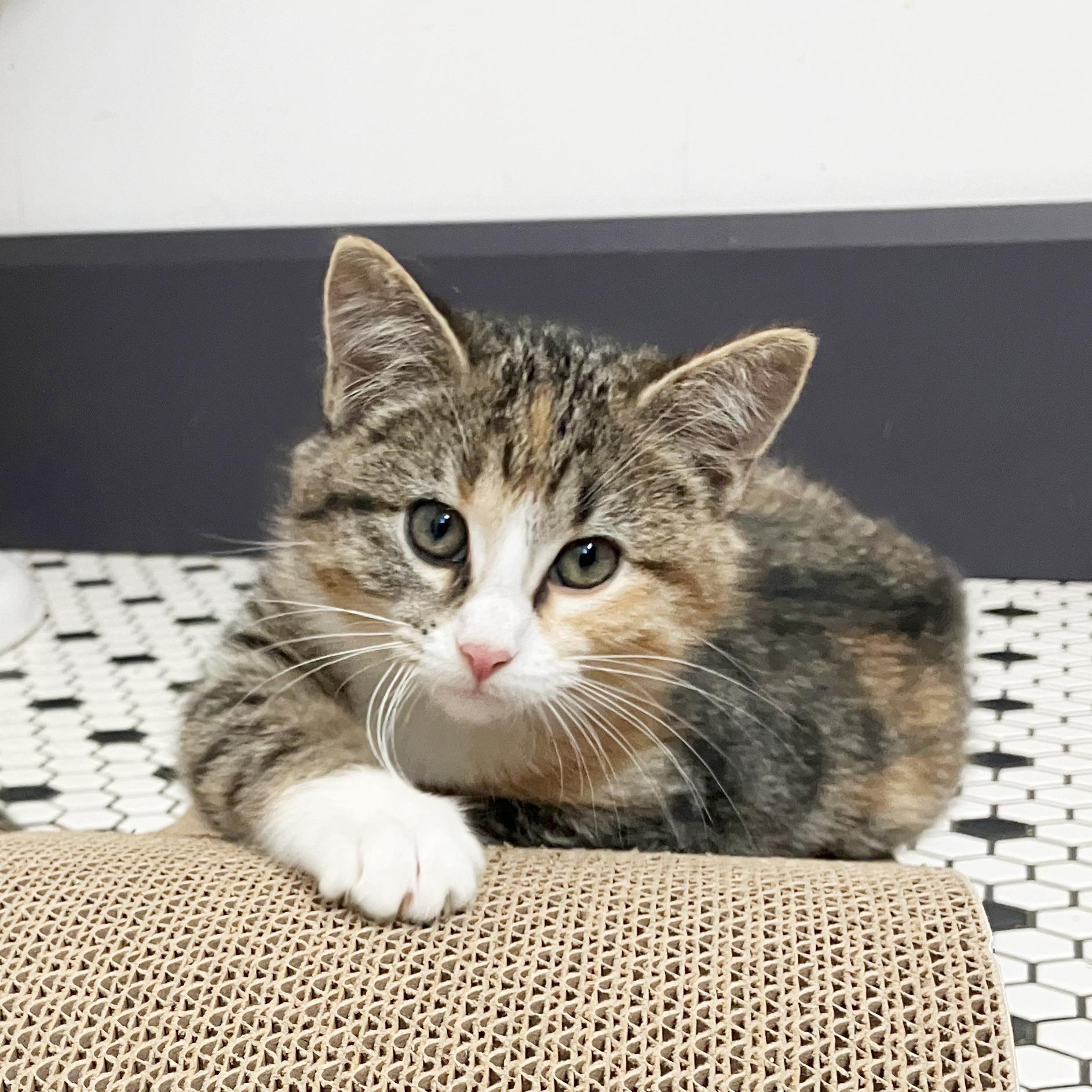 Agatha Affogato, Adopted, Kitten Female Domestic Medium Hair.