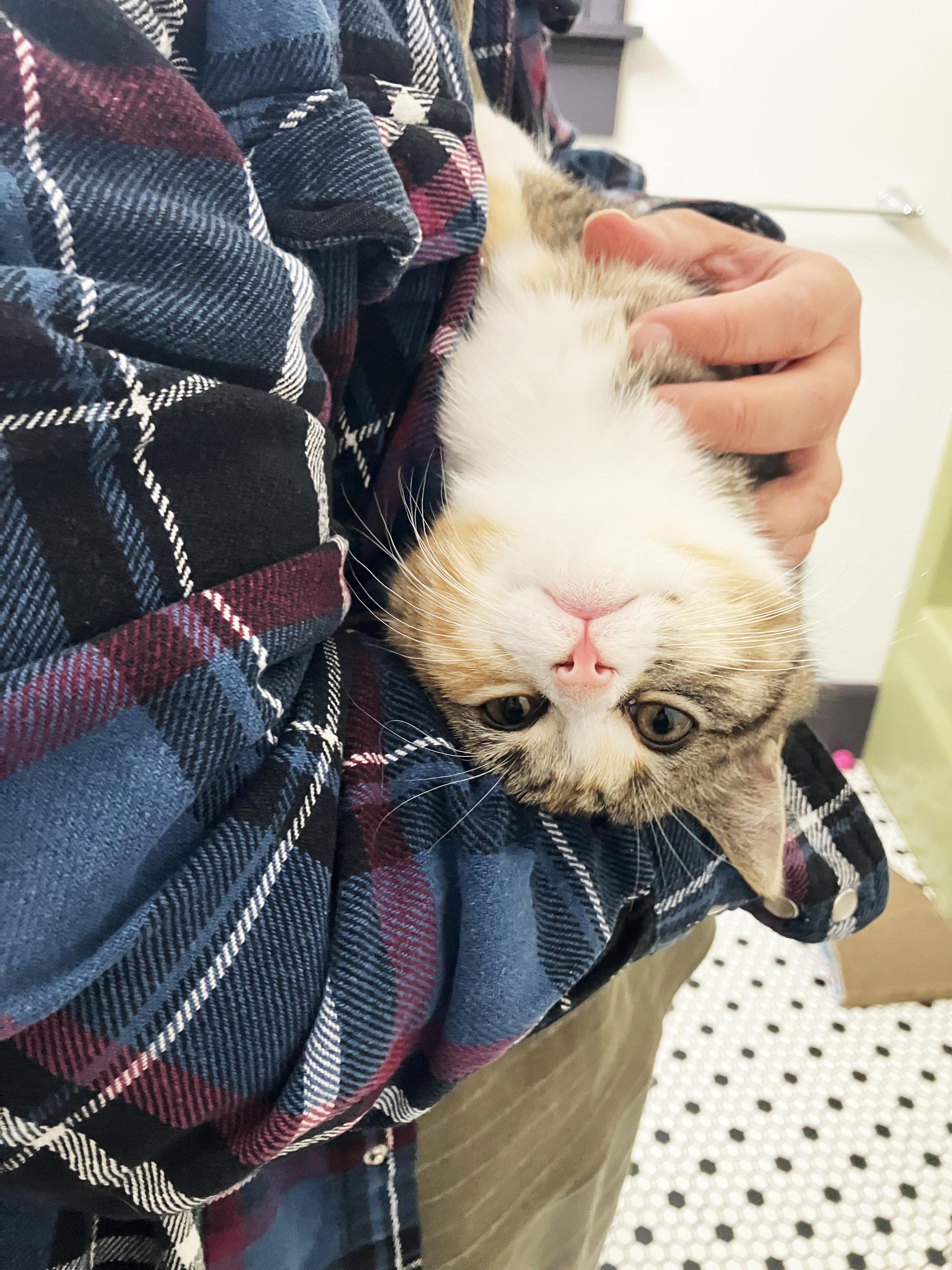 Enlarge Agatha Affogato, a Adopted Domestic Medium Hair in Madison, WI image 6/6