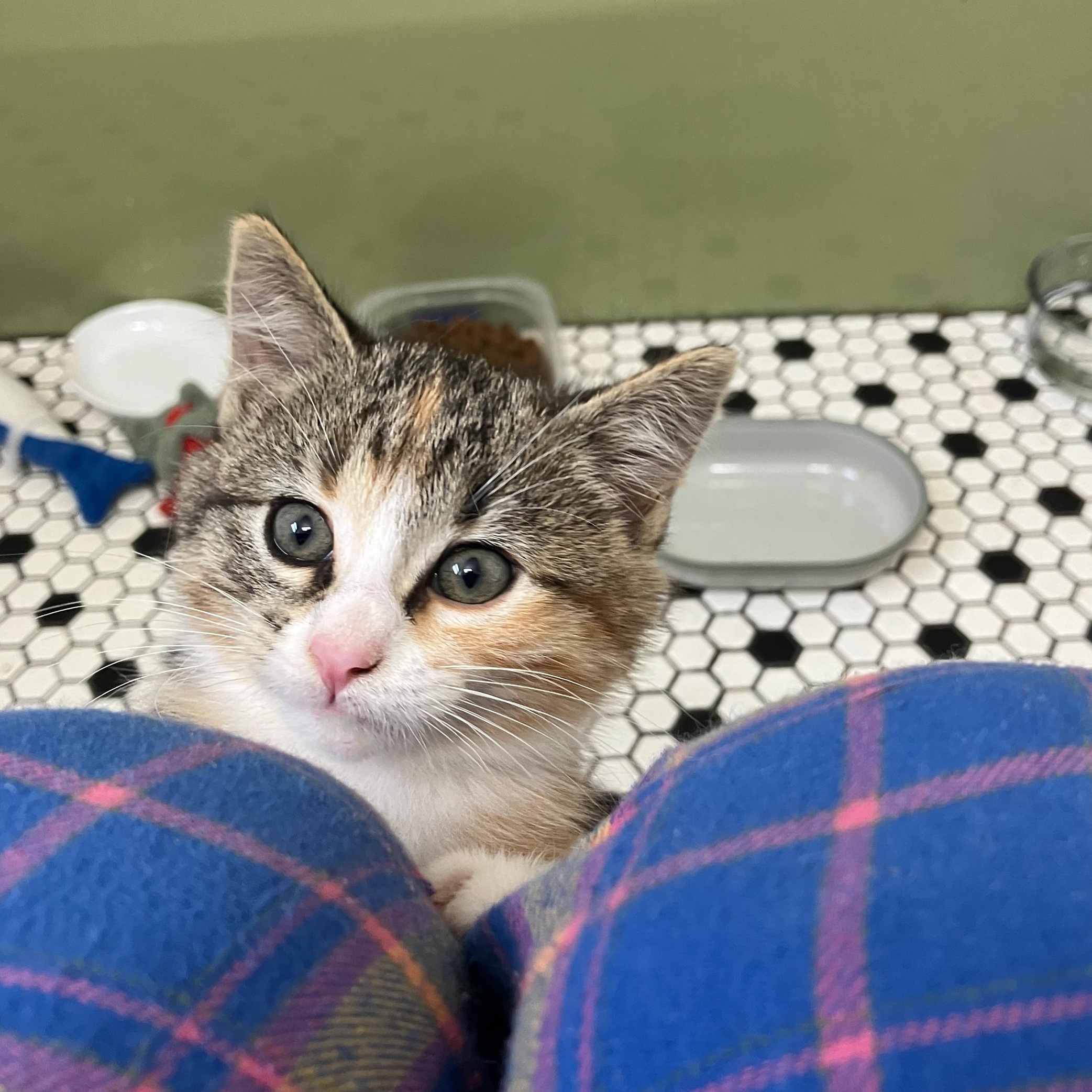 Enlarge Agatha Affogato, a Adopted Domestic Medium Hair in Madison, WI image 2/6