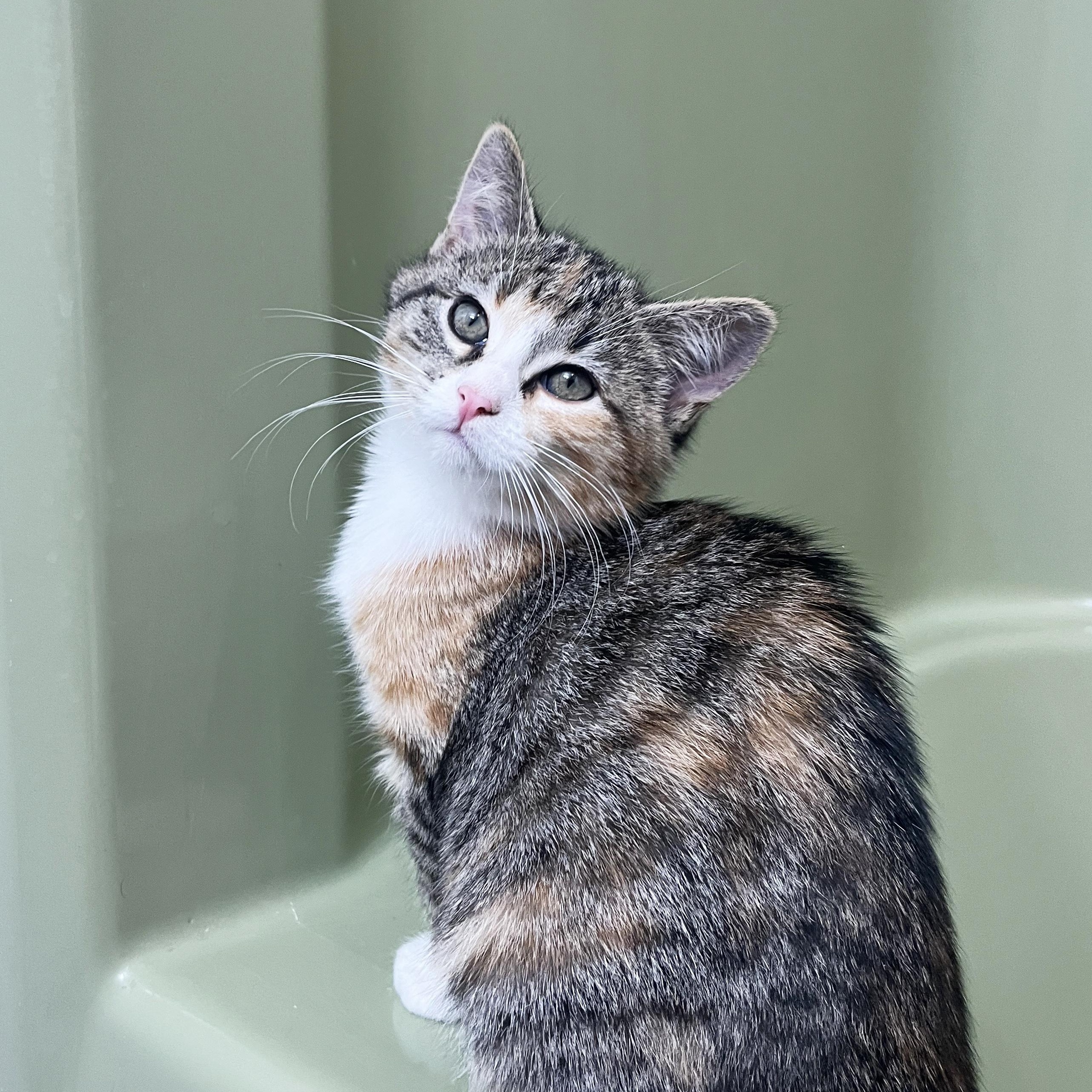 Enlarge Agatha Affogato, a Adopted Domestic Medium Hair in Madison, WI image 3/6