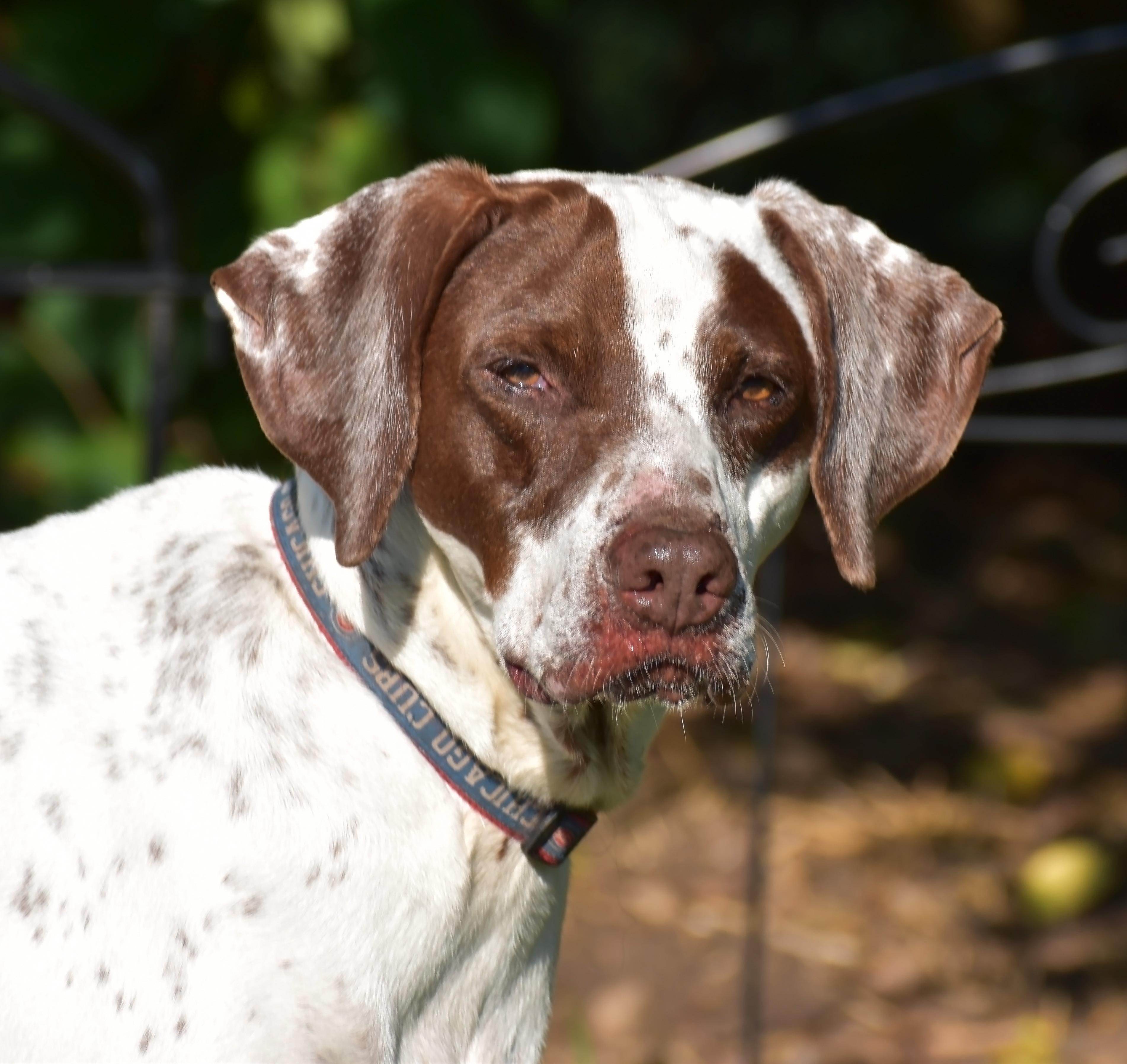 Enlarge Bubba, a Adoptable mixed breed in Wood Dale, IL image 1/6