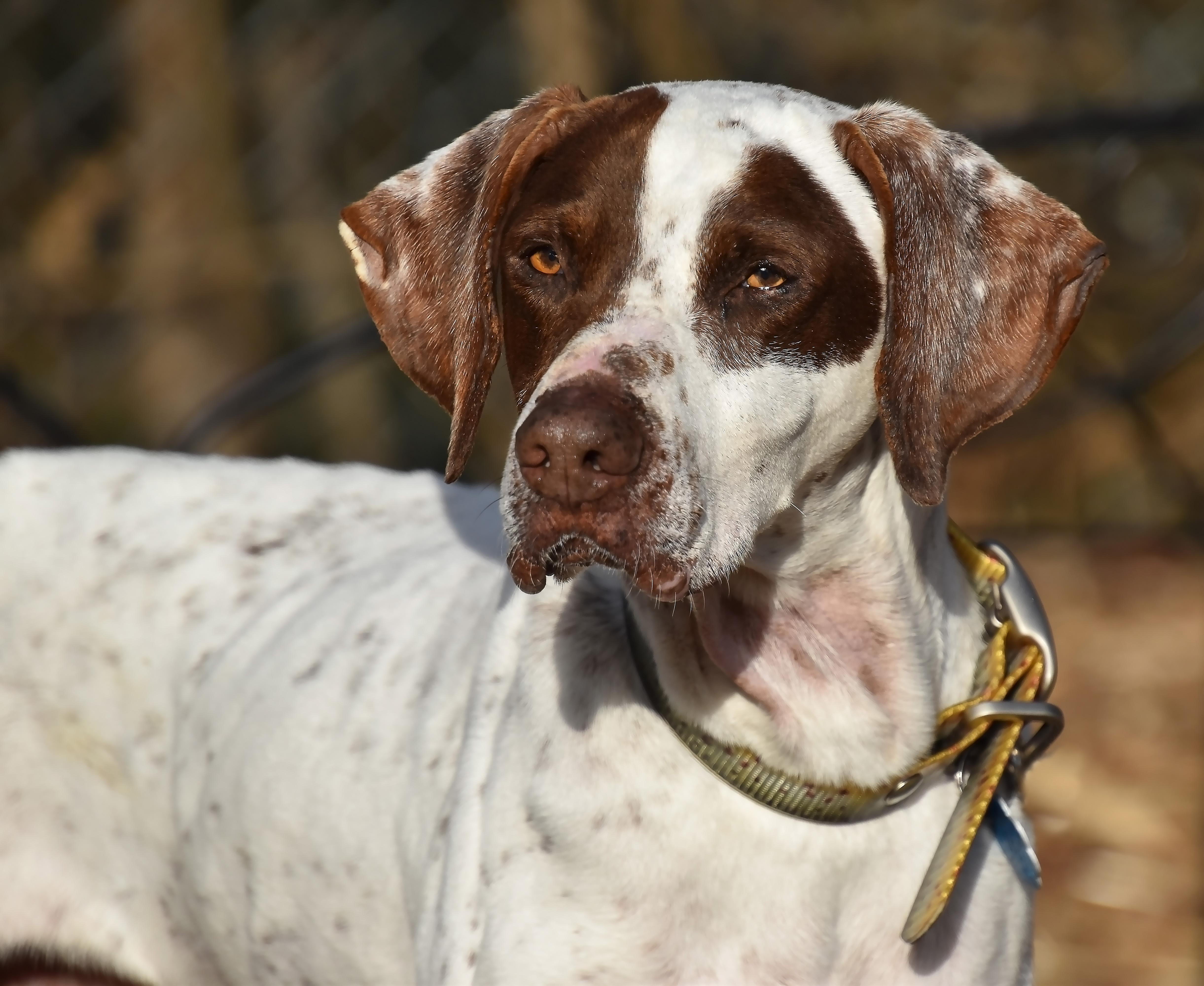 Elvis- Foster Home Needed, Adoptable, Adult Male English Pointer.