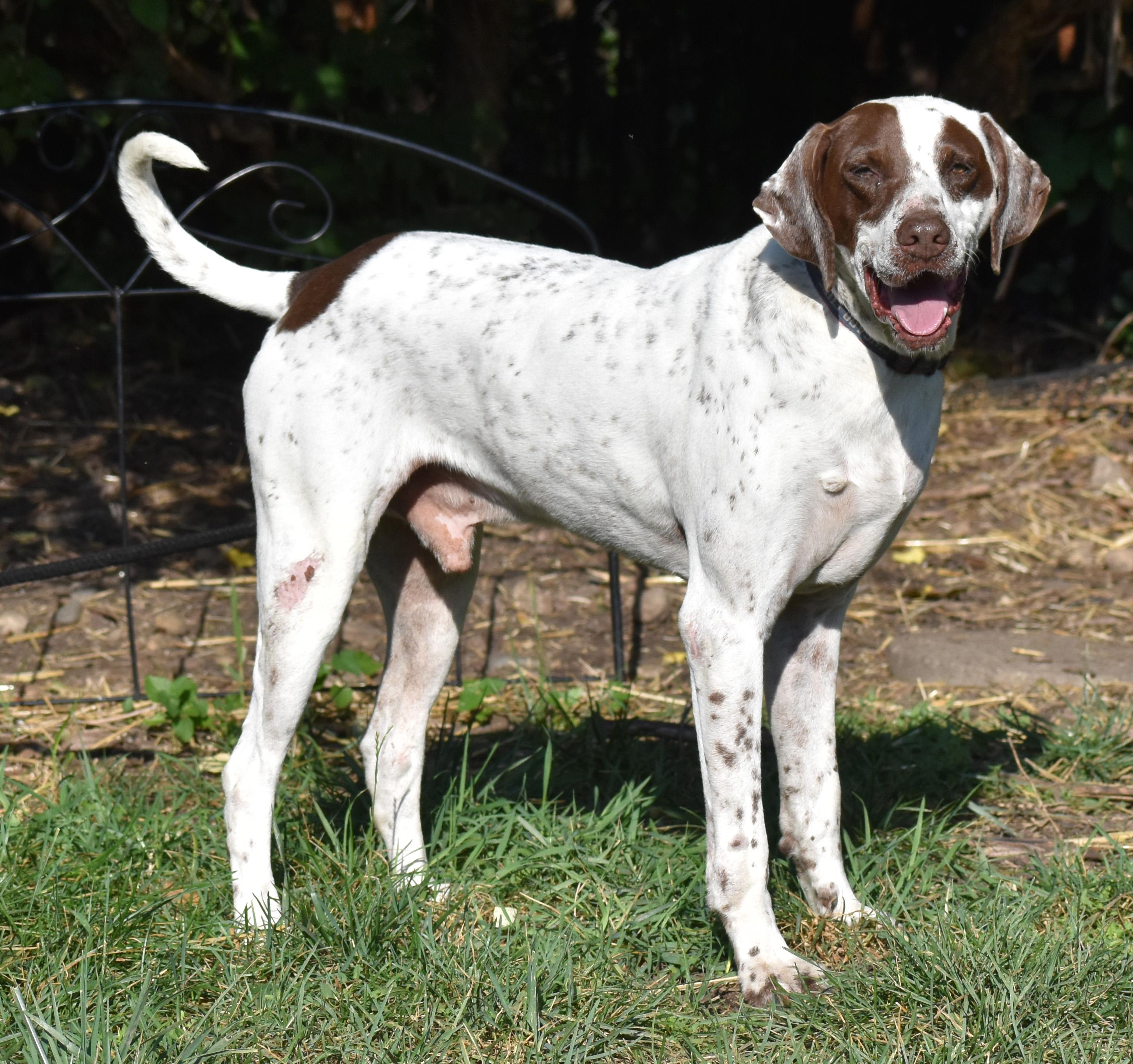 Enlarge Bubba, a Adoptable mixed breed in Wood Dale, IL image 5/6