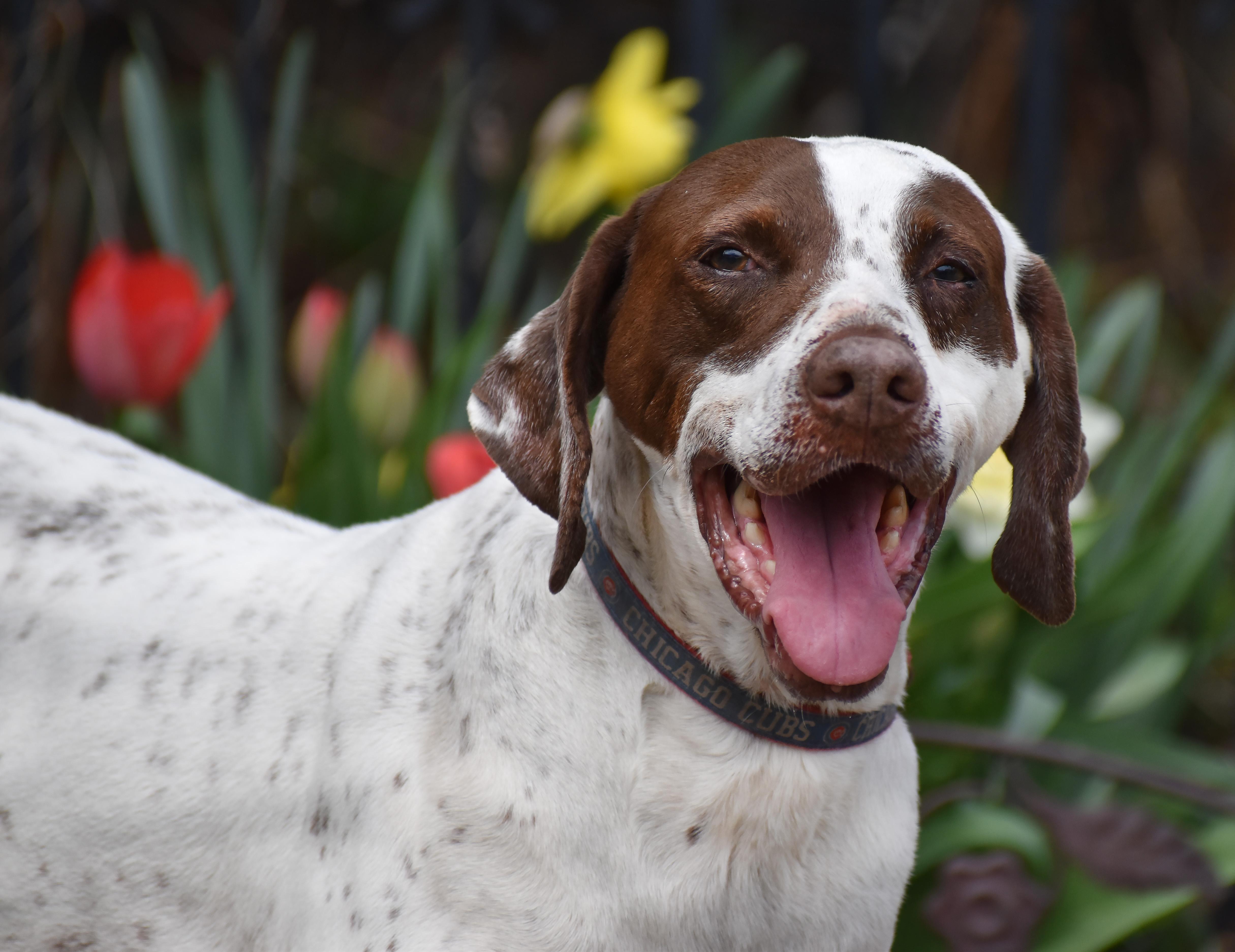 Enlarge Bubba, a Adoptable mixed breed in Wood Dale, IL image 2/6
