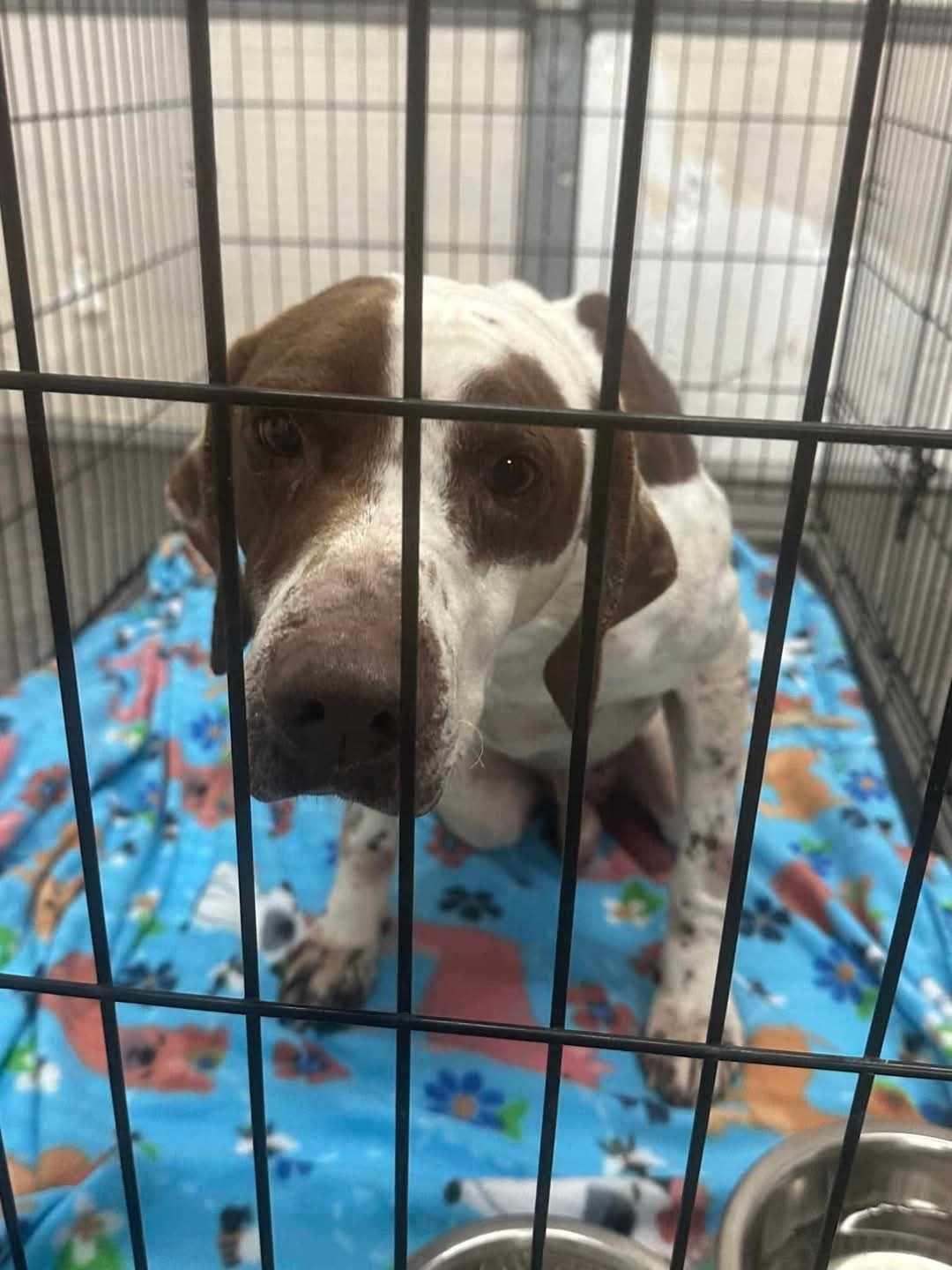 Elvis- Foster Home Needed, a Adoptable English Pointer in Wood Dale, IL image 2/6