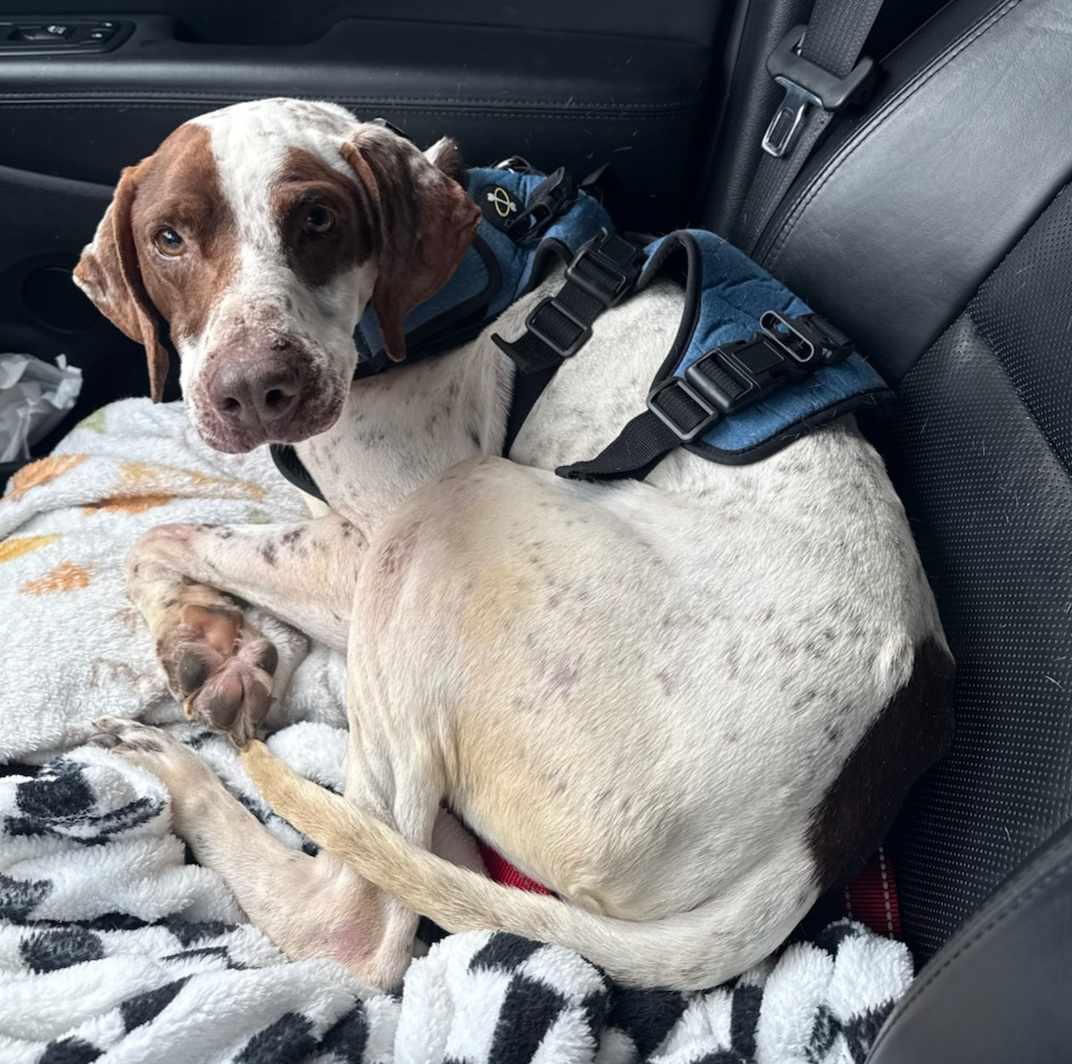 Elvis- Foster Home Needed, a Adoptable English Pointer in Wood Dale, IL image 3/6