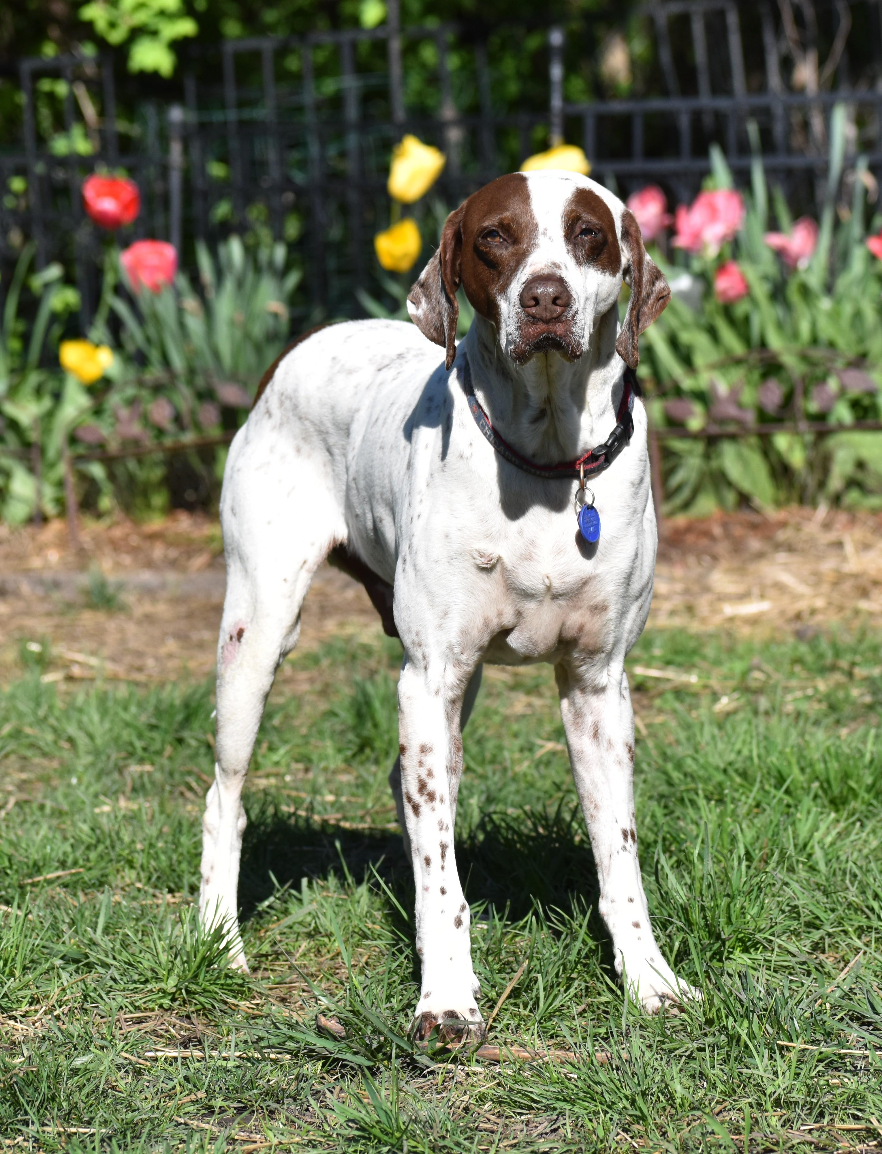 Enlarge Bubba, a Adoptable mixed breed in Wood Dale, IL image 3/6