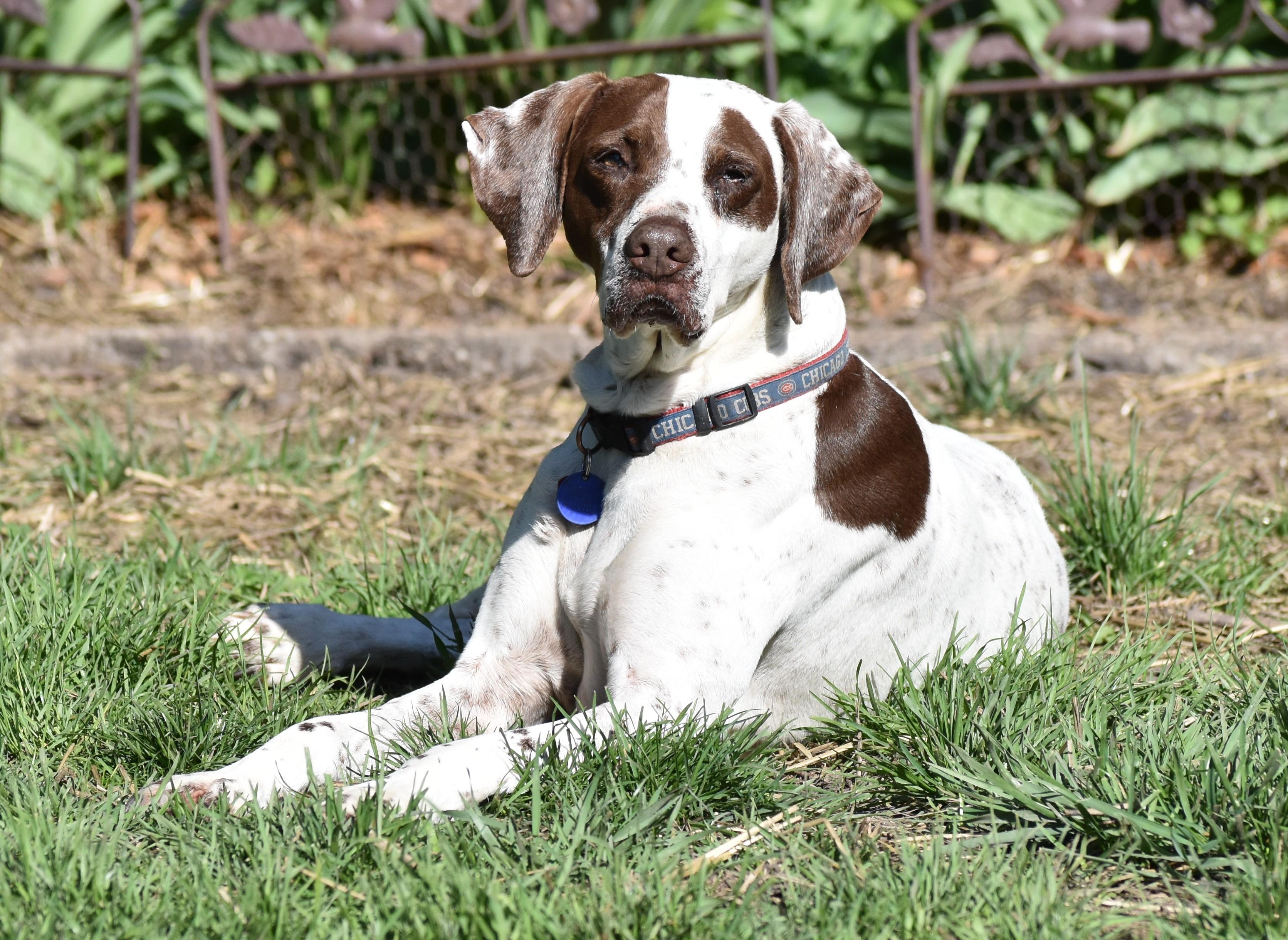Enlarge Bubba, a Adoptable mixed breed in Wood Dale, IL image 4/6
