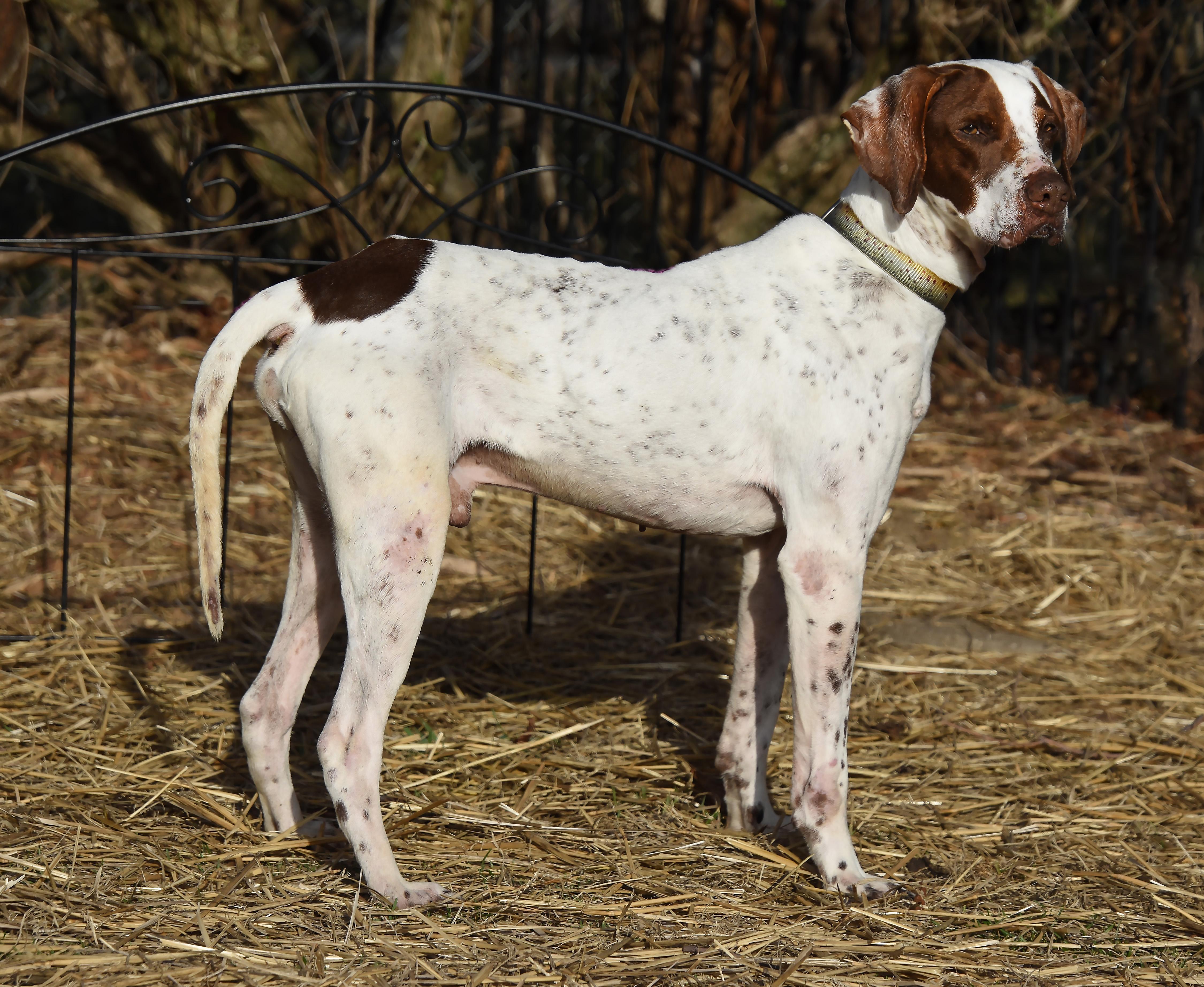 Elvis- Foster Home Needed, a Adoptable English Pointer in Wood Dale, IL image 6/6