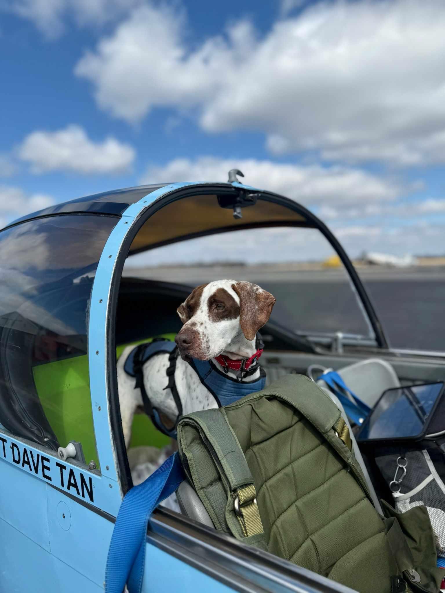 Elvis- Foster Home Needed, a Adoptable English Pointer in Wood Dale, IL image 4/6