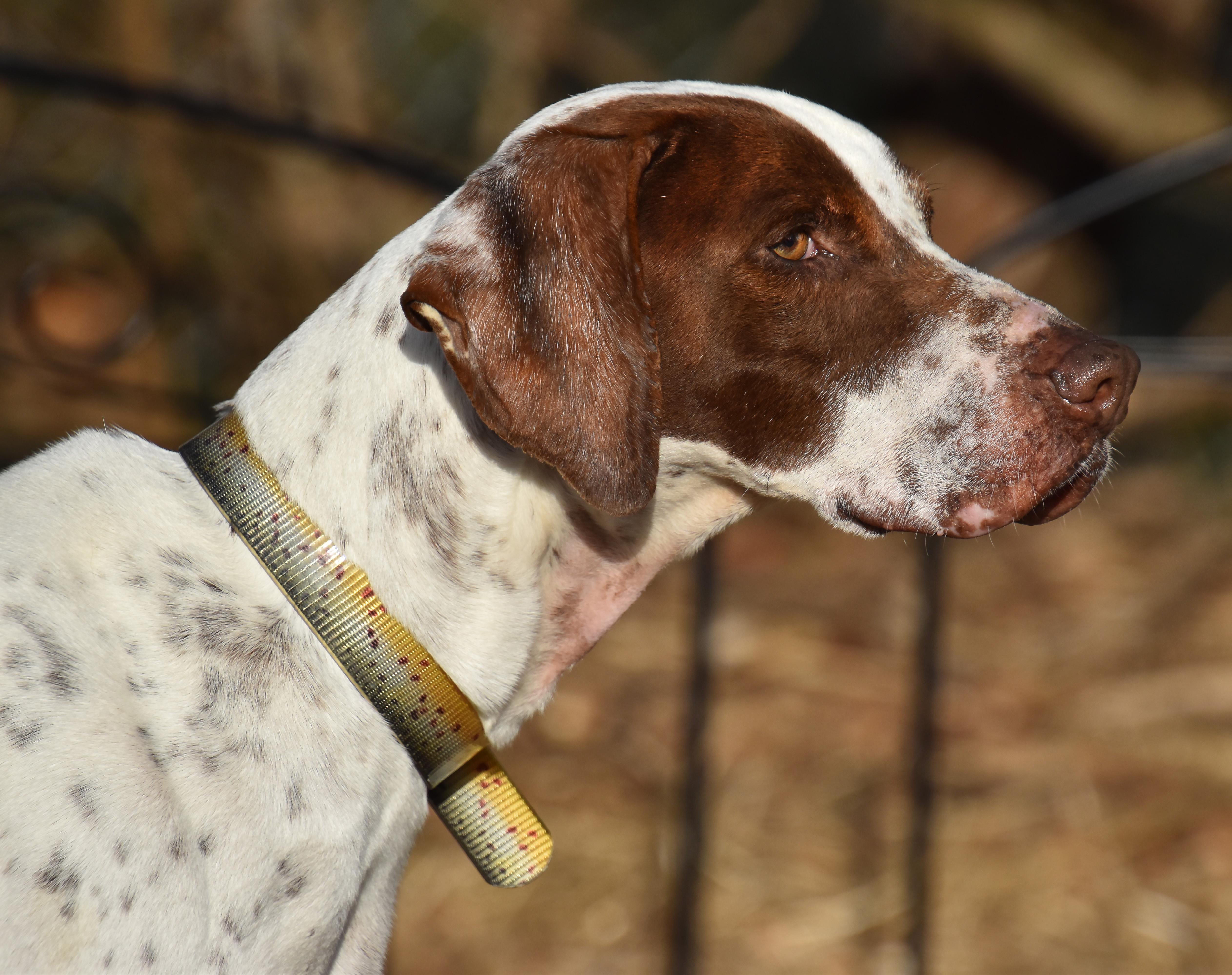 Elvis- Foster Home Needed, a Adoptable English Pointer in Wood Dale, IL image 5/6