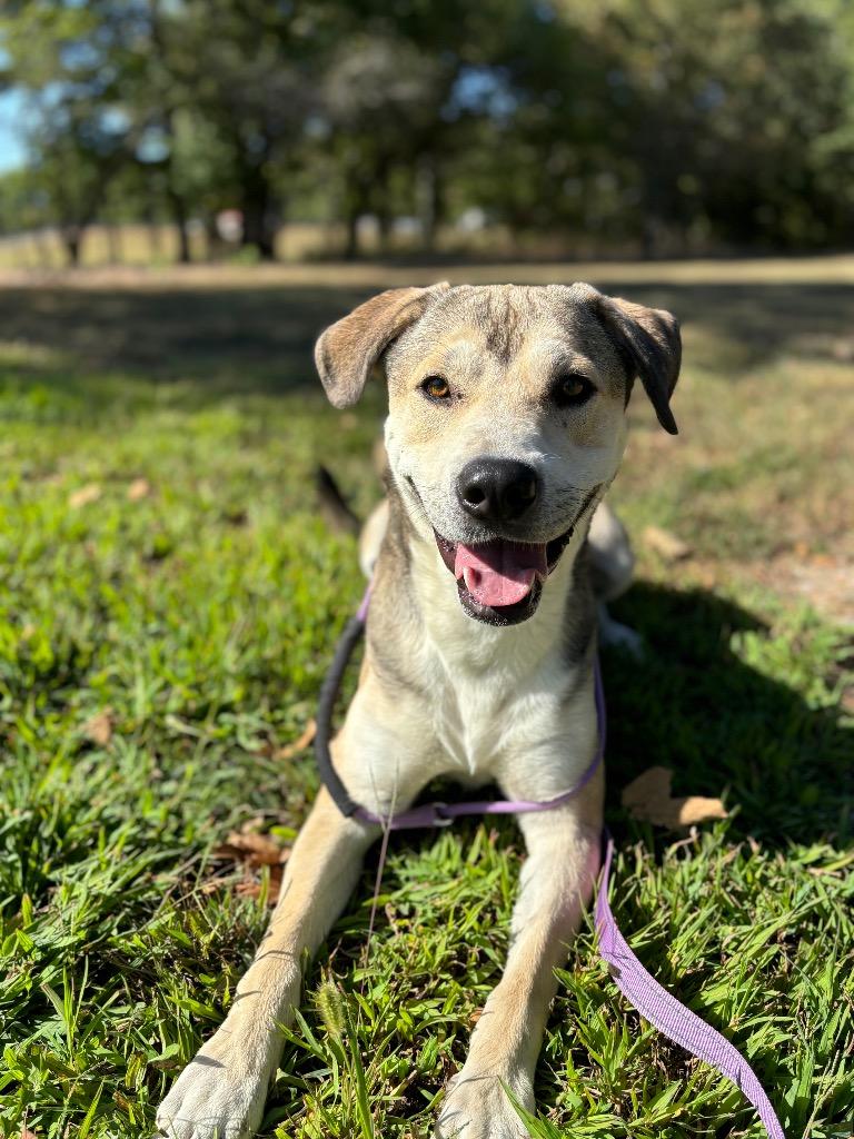 Enlarge Pork Chop, a Adoptable mixed breed in Carthage, MO image 1/2