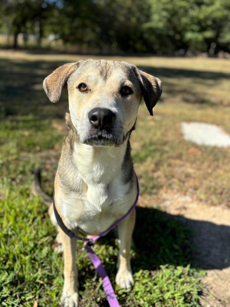 Enlarge Pork Chop, a Adoptable mixed breed in Carthage, MO image 2/2