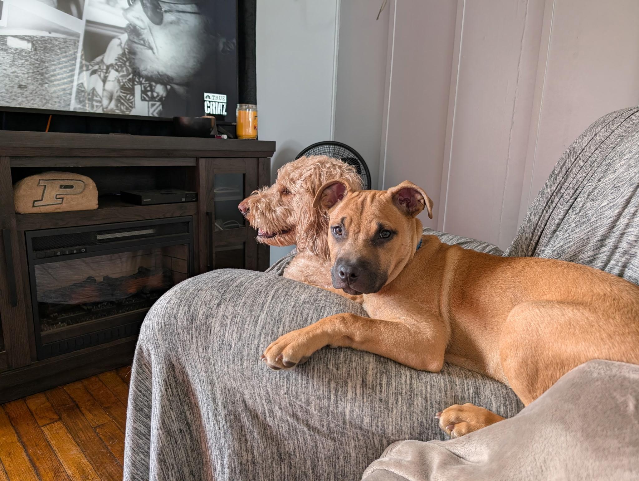 Cash, adopted, Puppy Male Pit Bull Terrier.