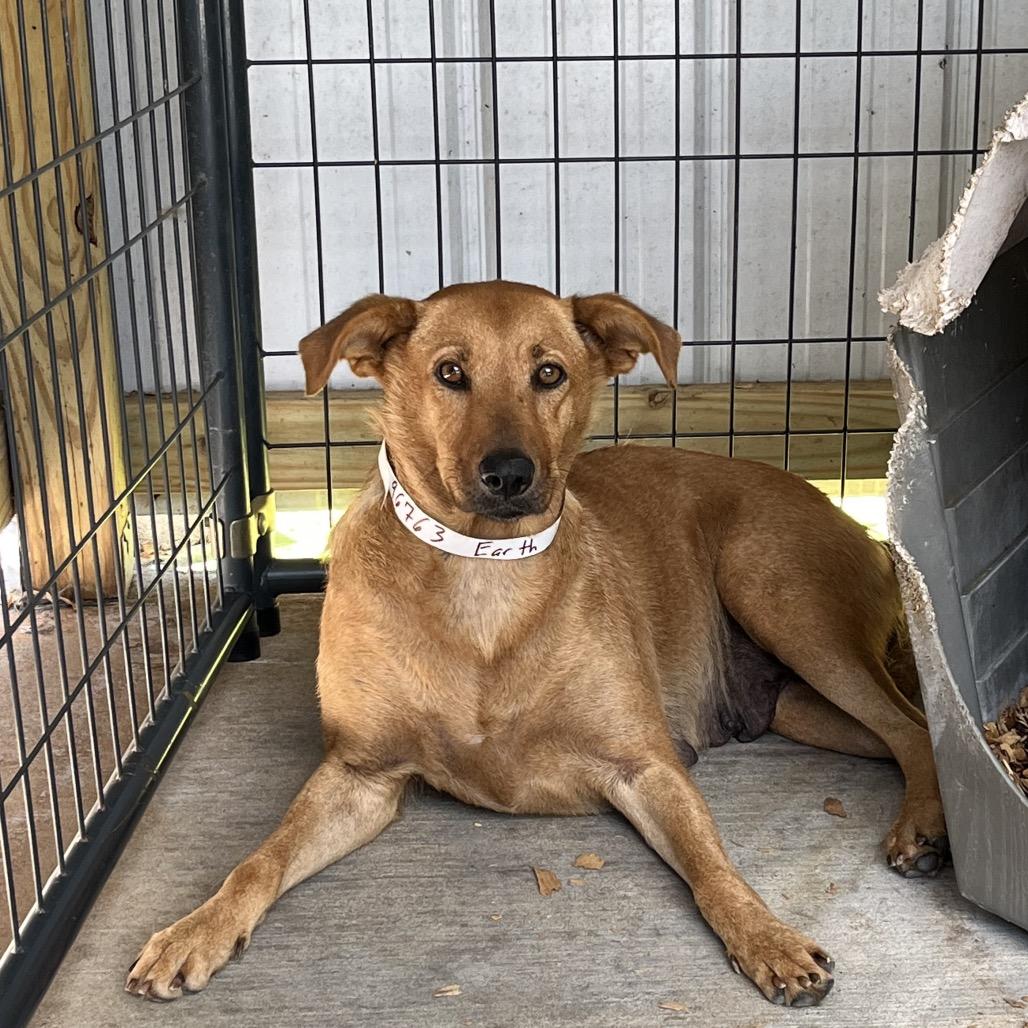 Enlarge Bella Earth, a Adoptable mixed breed in Portland, ME image 4/5