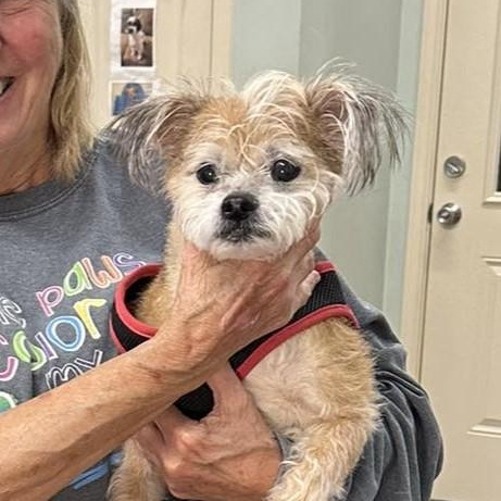 Dexter, adopted, Senior Male Mixed Breed.