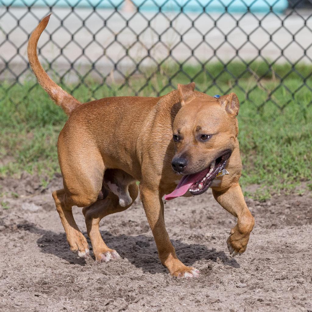 Copper, Adoptable, Senior Male Mixed Breed.