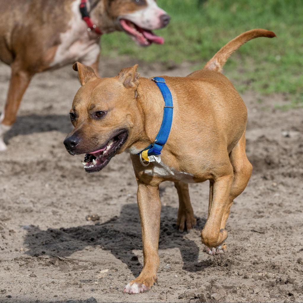 Copper, a Adoptable Mixed Breed in Jacksonville, FL image 2/3