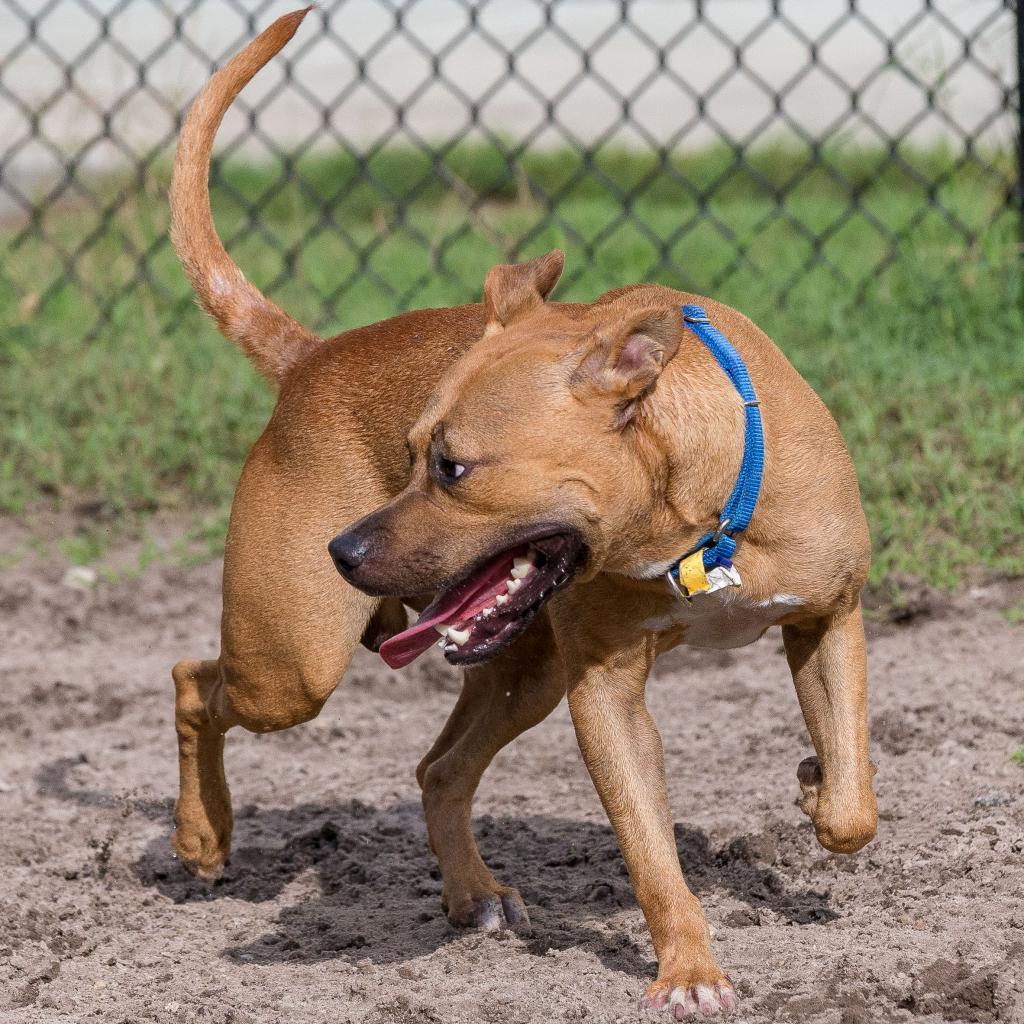 Copper, a Adoptable Mixed Breed in Jacksonville, FL image 3/3