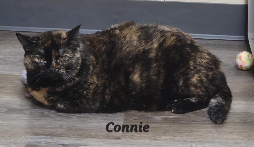 Enlarge Connie, a Adoptable mixed breed in Cedar Rapids, IA image 1/1