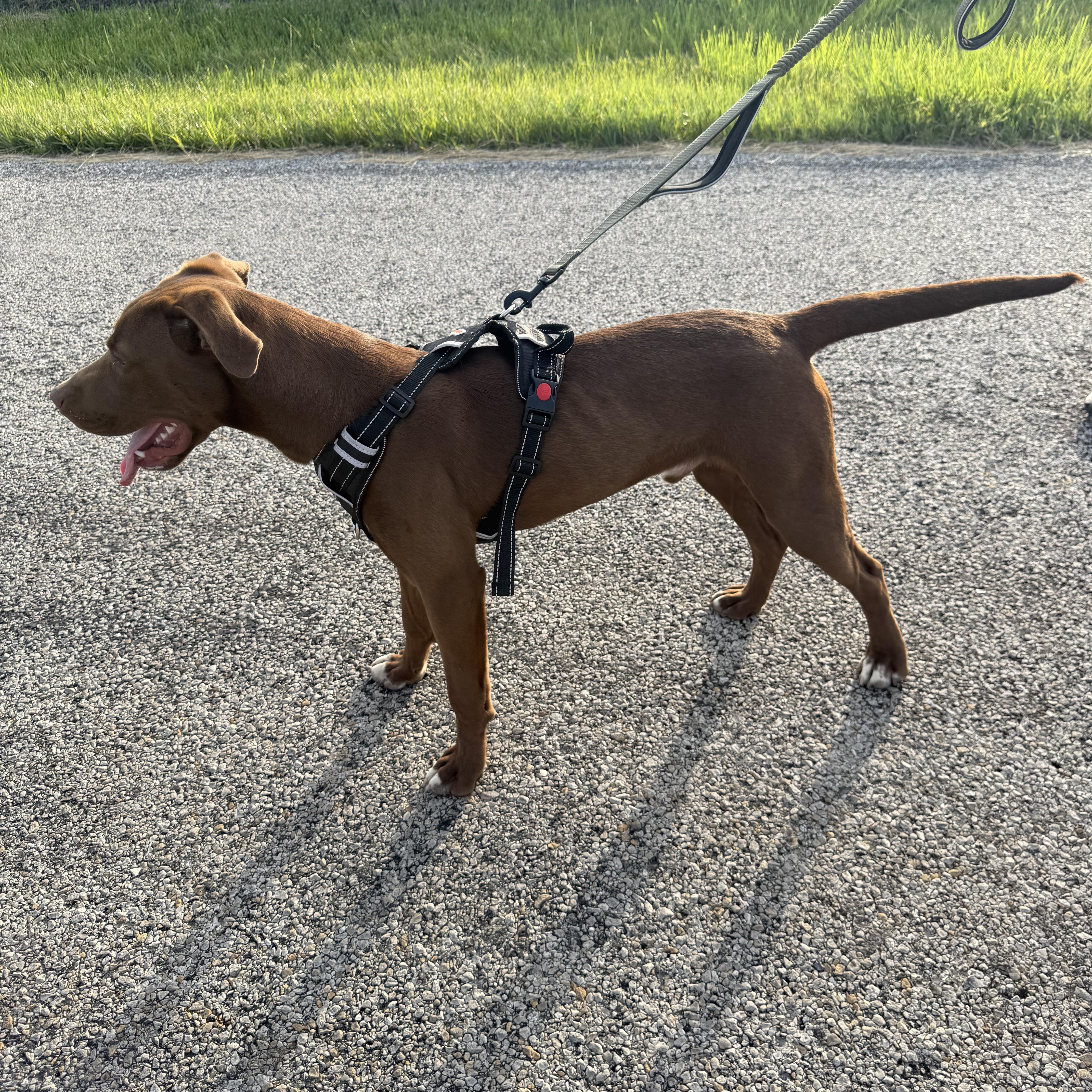 Enlarge Goose, a ADOPTABLE Chocolate Labrador Retriever in Hiawatha, KS image 3/5