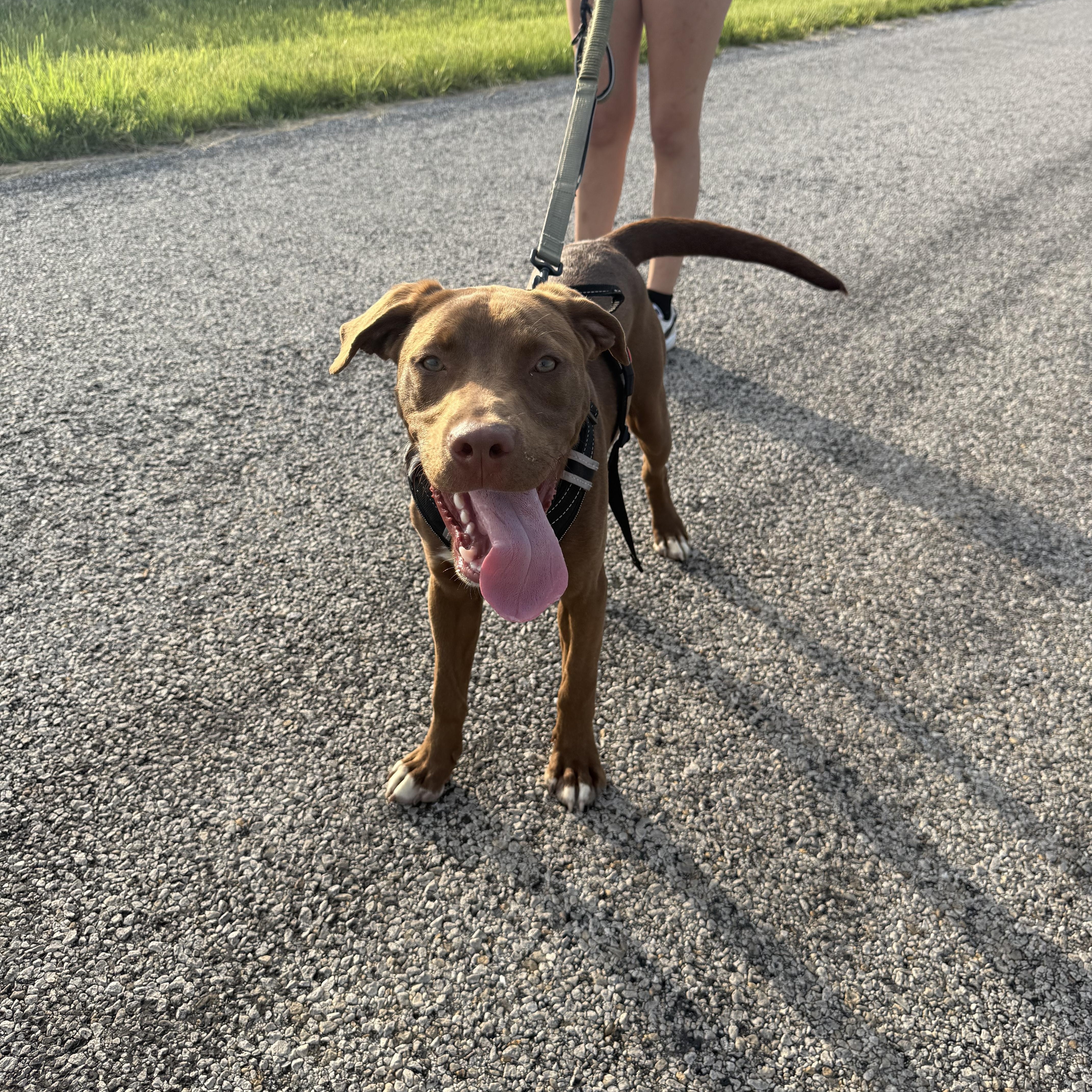 Enlarge Goose, a ADOPTABLE Chocolate Labrador Retriever in Hiawatha, KS image 2/5